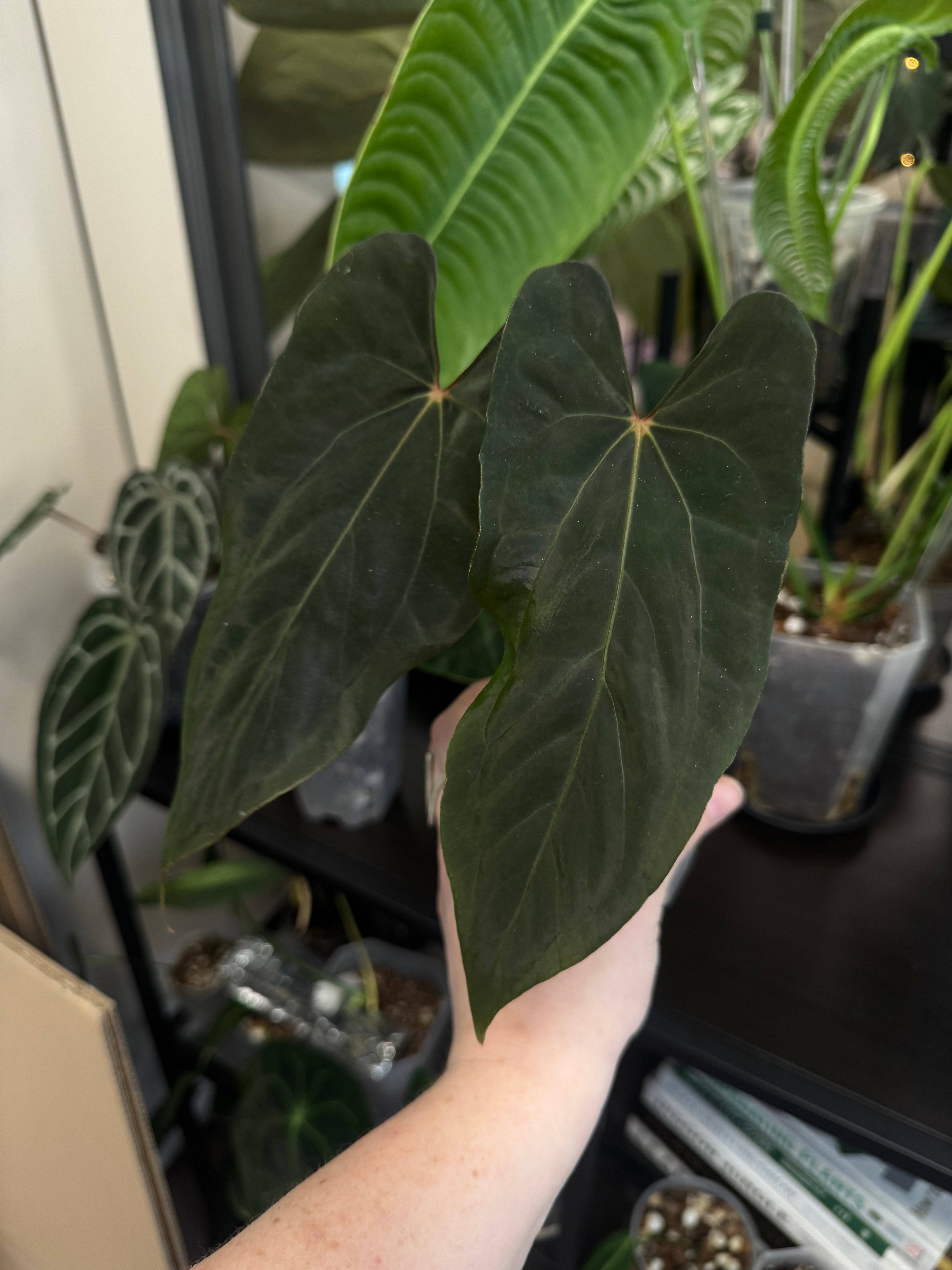 Anthurium Ralph Lynam x self - SMUKHI