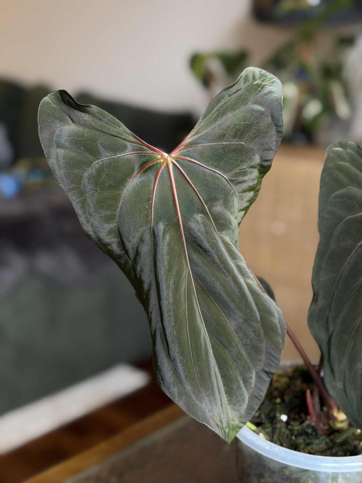 NFS: Anthurium FSxRL F2