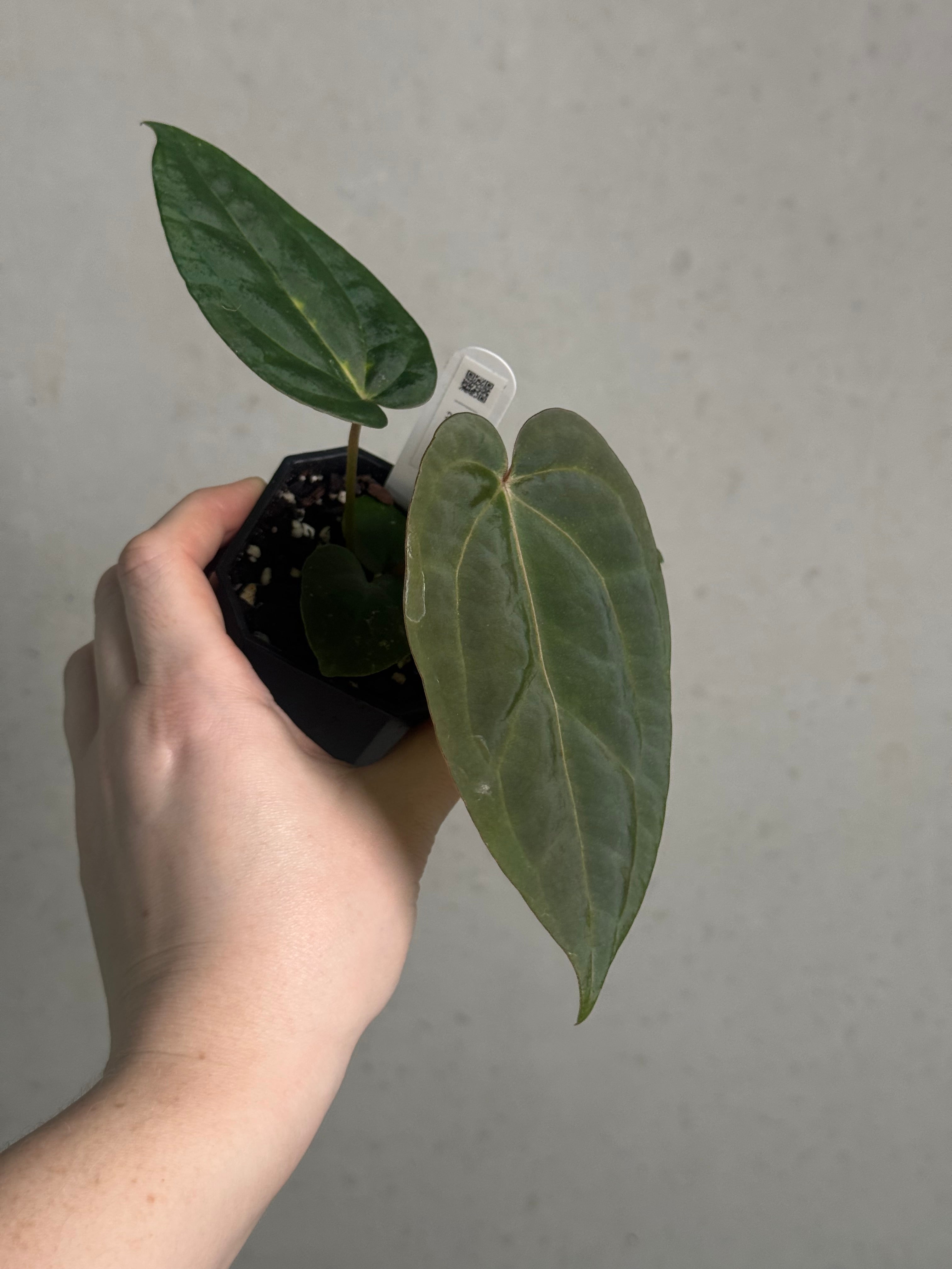 Anthurium (Ralph Lynam x self) x (Zara '29' x (Michelle x Zara '28')) - SMUKHI