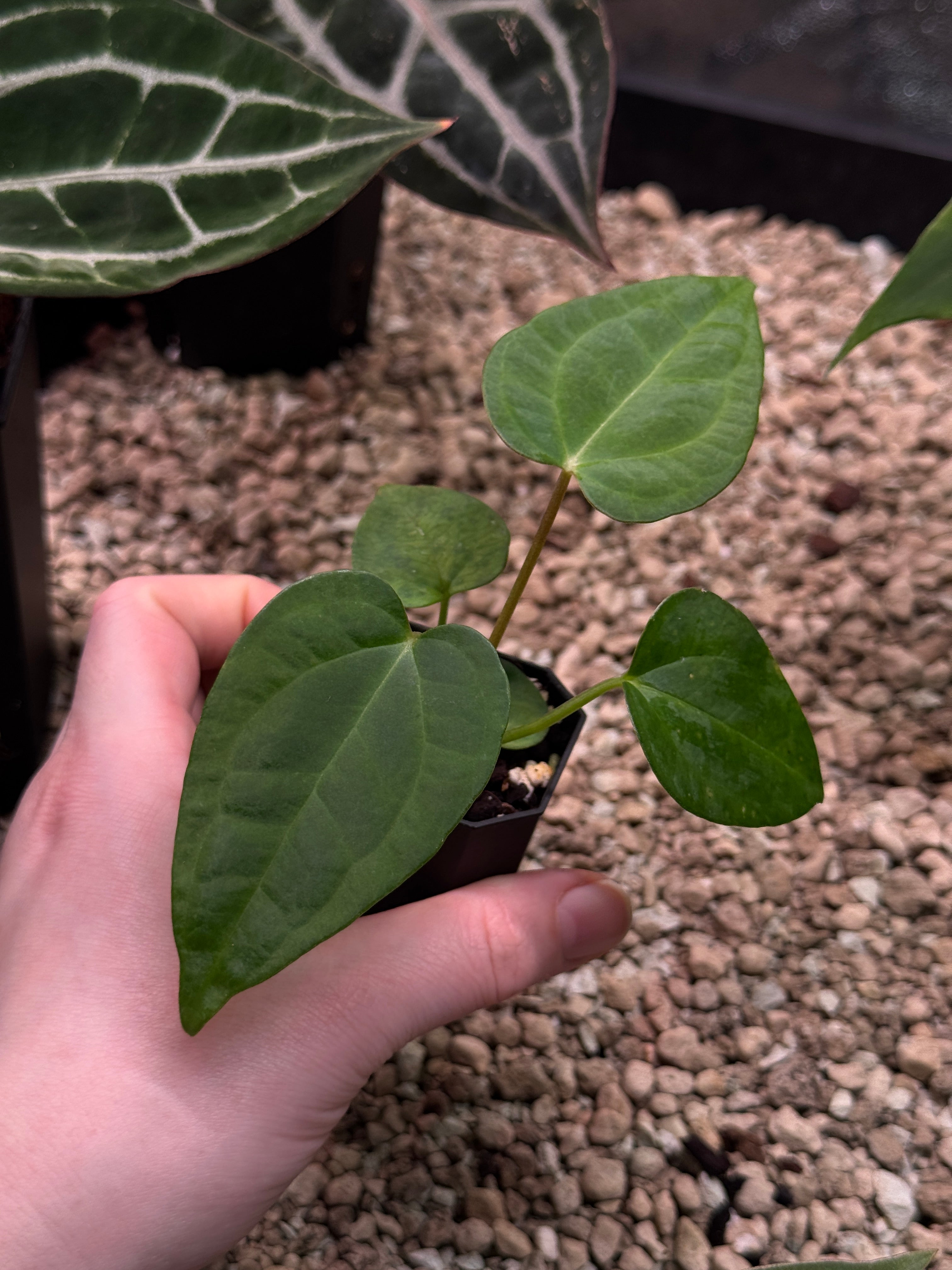 Anthurium (Goliath x Dark Phoenix) x Michelle