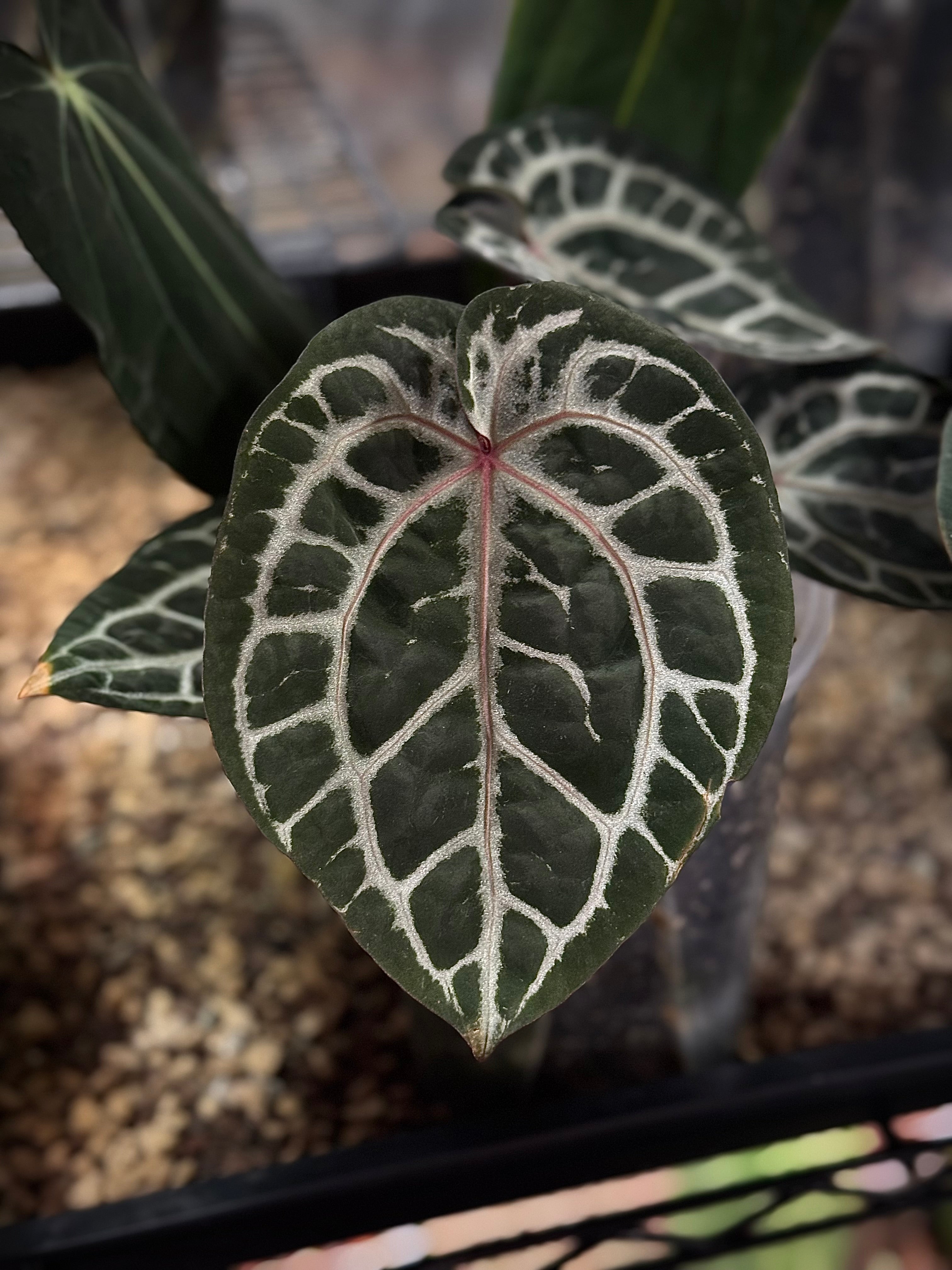 NFS: Anthurium (Zara x Michelle) 'Selected' x Michelle
