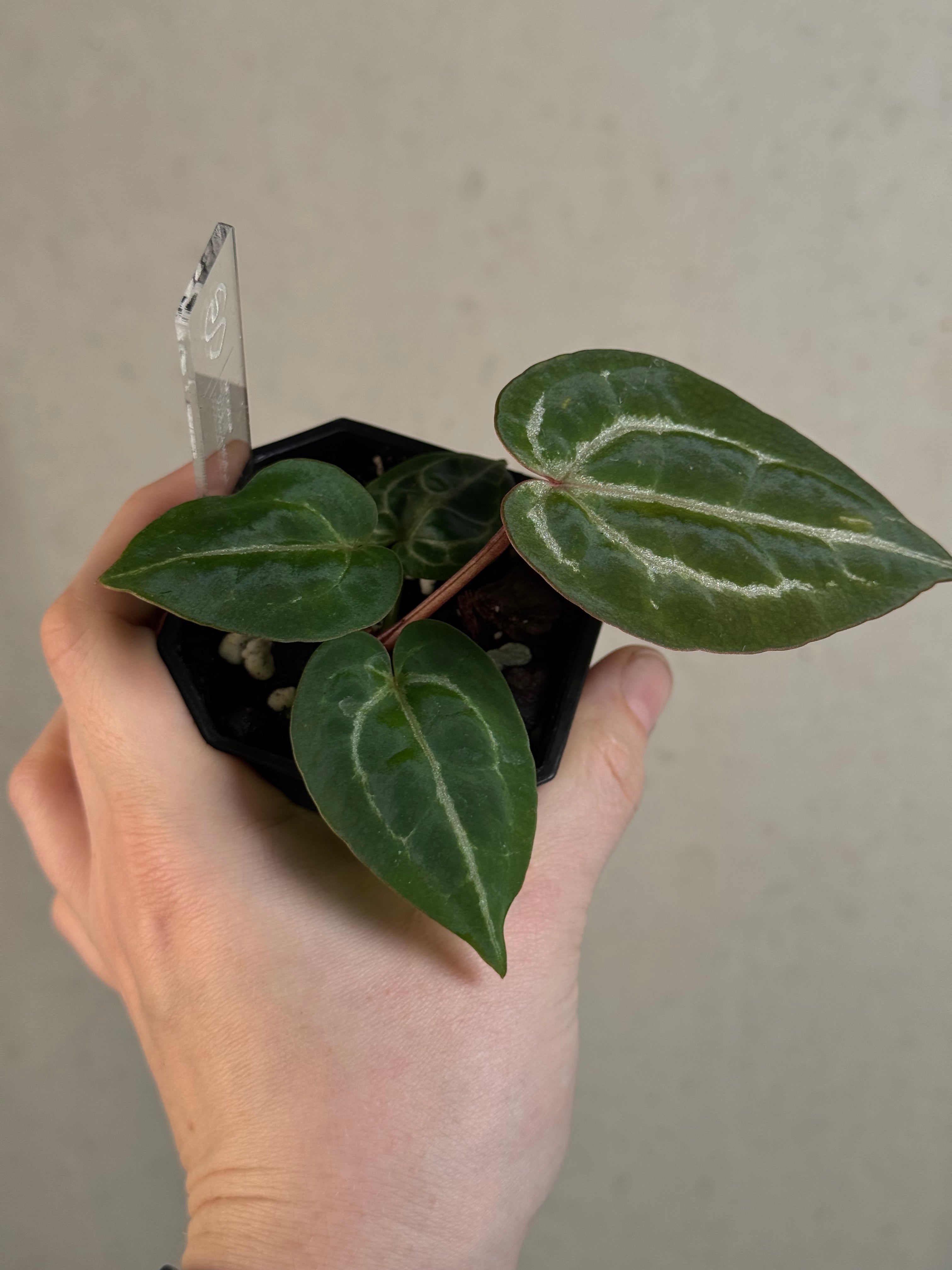 Anthurium DocBlock Michelle - Clone