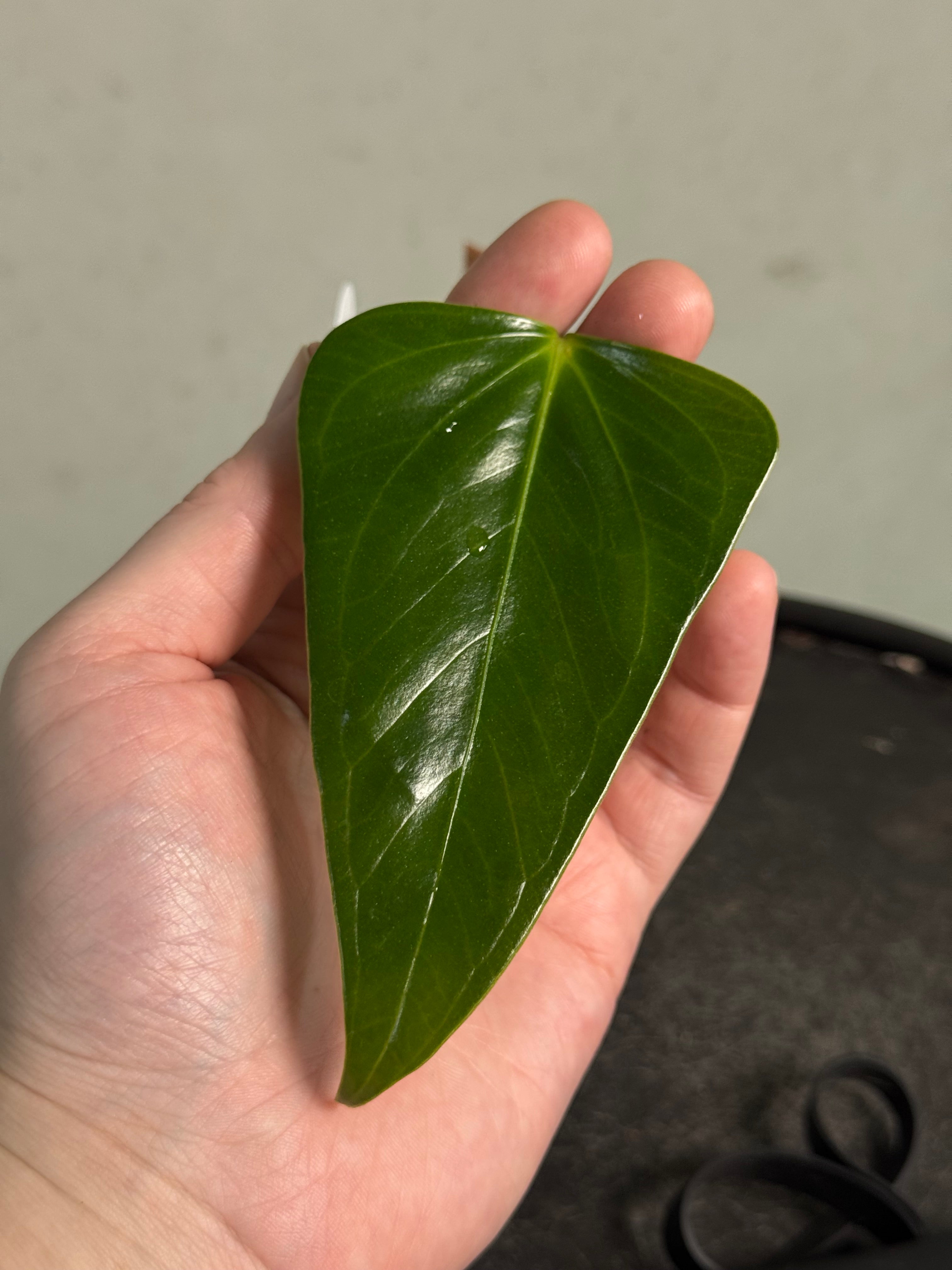 Anthurium Subsignatum - Clone - SMUKHI