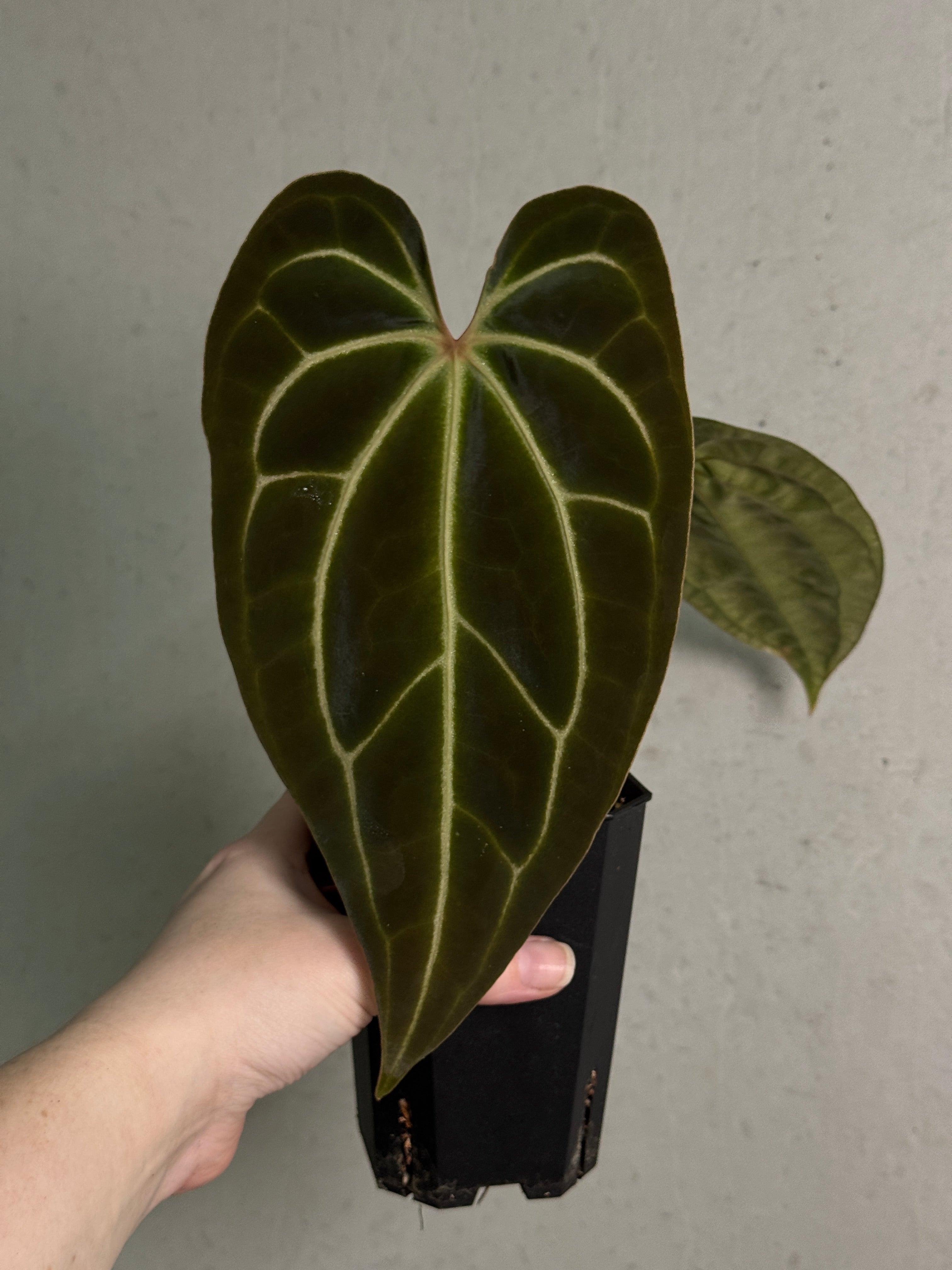 Anthurium Red Crystallinum 'Wide Sinus' x Besseae aff 'Narrow' - Clone