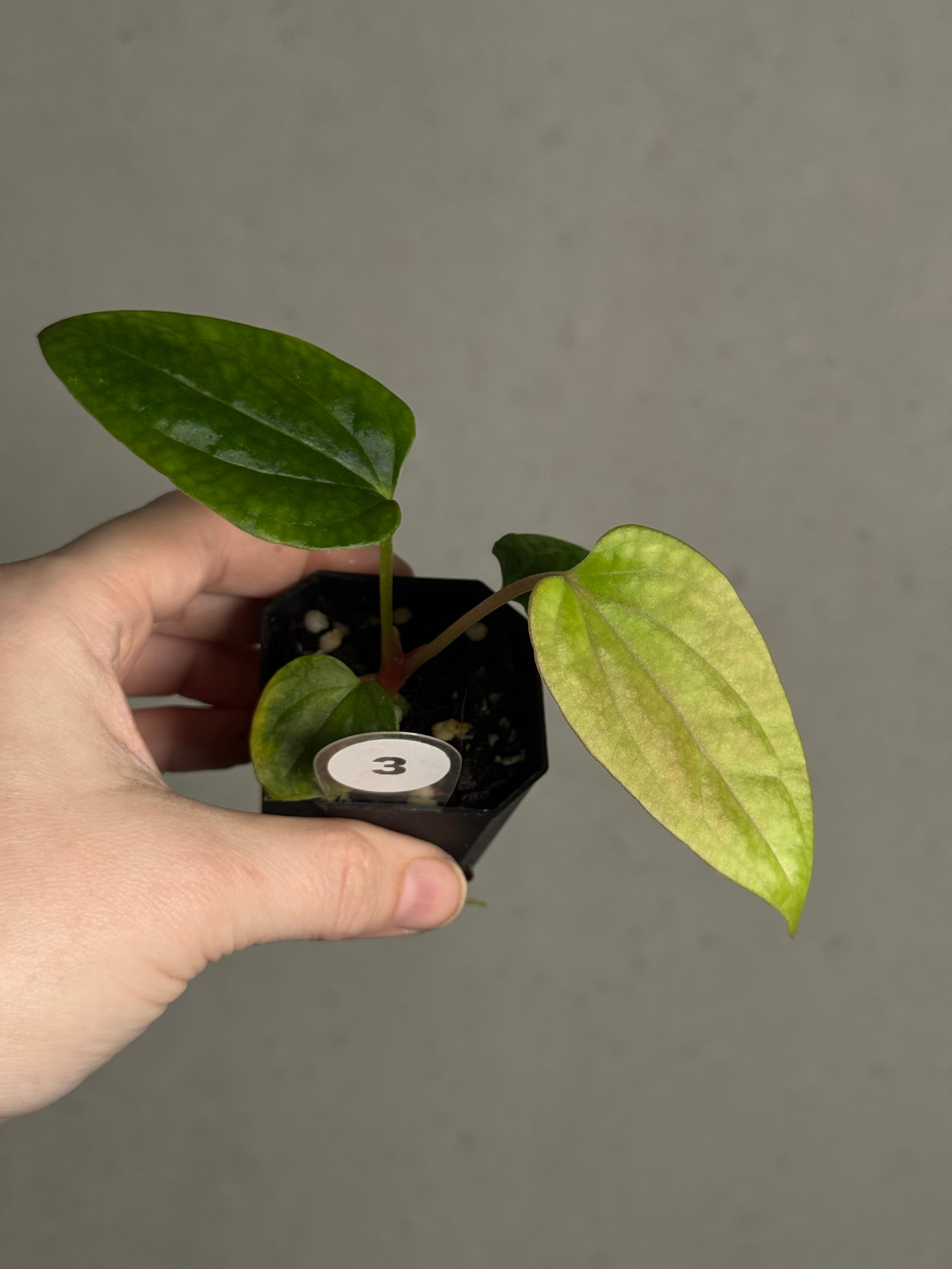 Anthurium Mr. Worldwide x Debile - SMUKHI