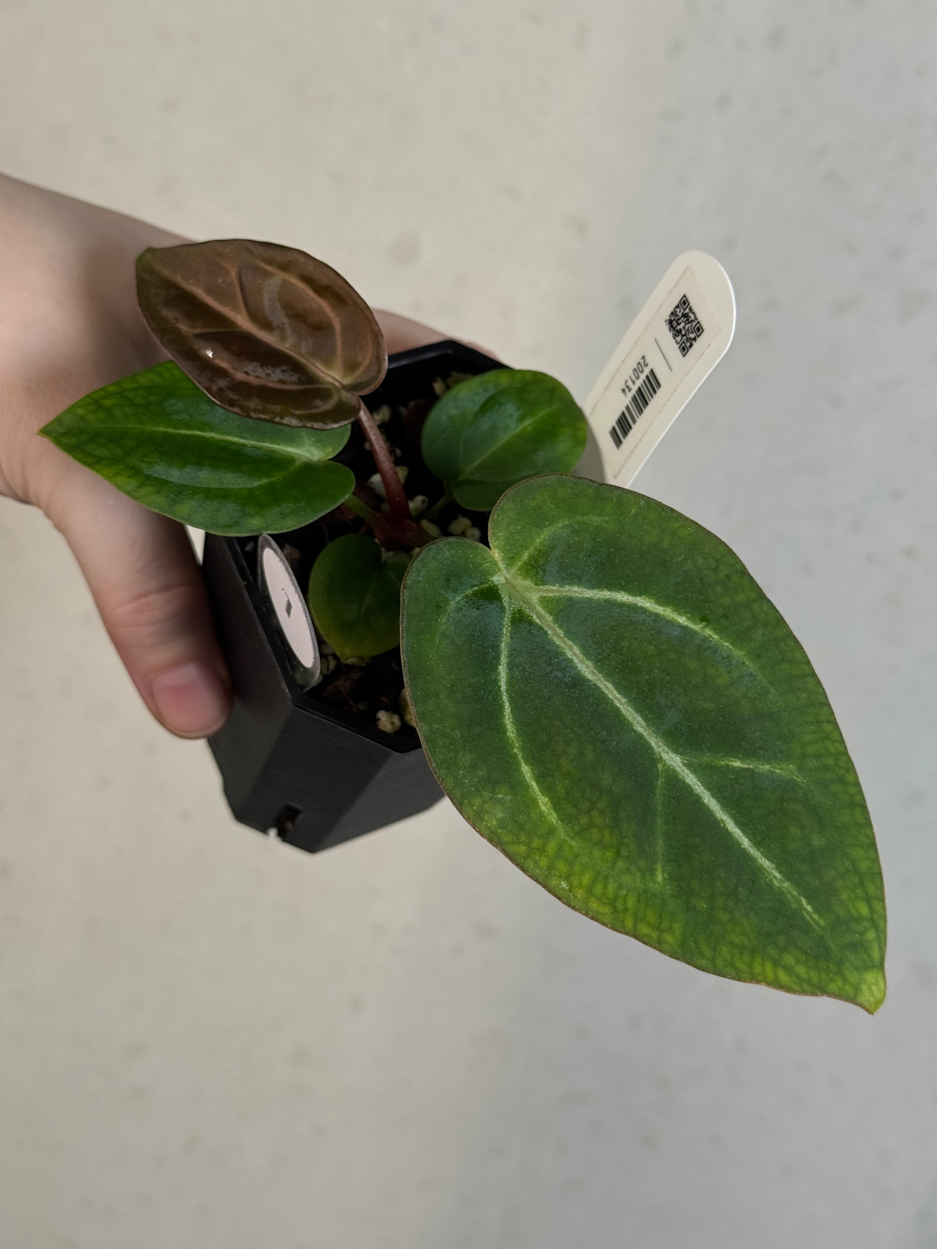 Anthurium (Carlablackiae WU1 x self) x (Black Widow x Red Velvet Cake)