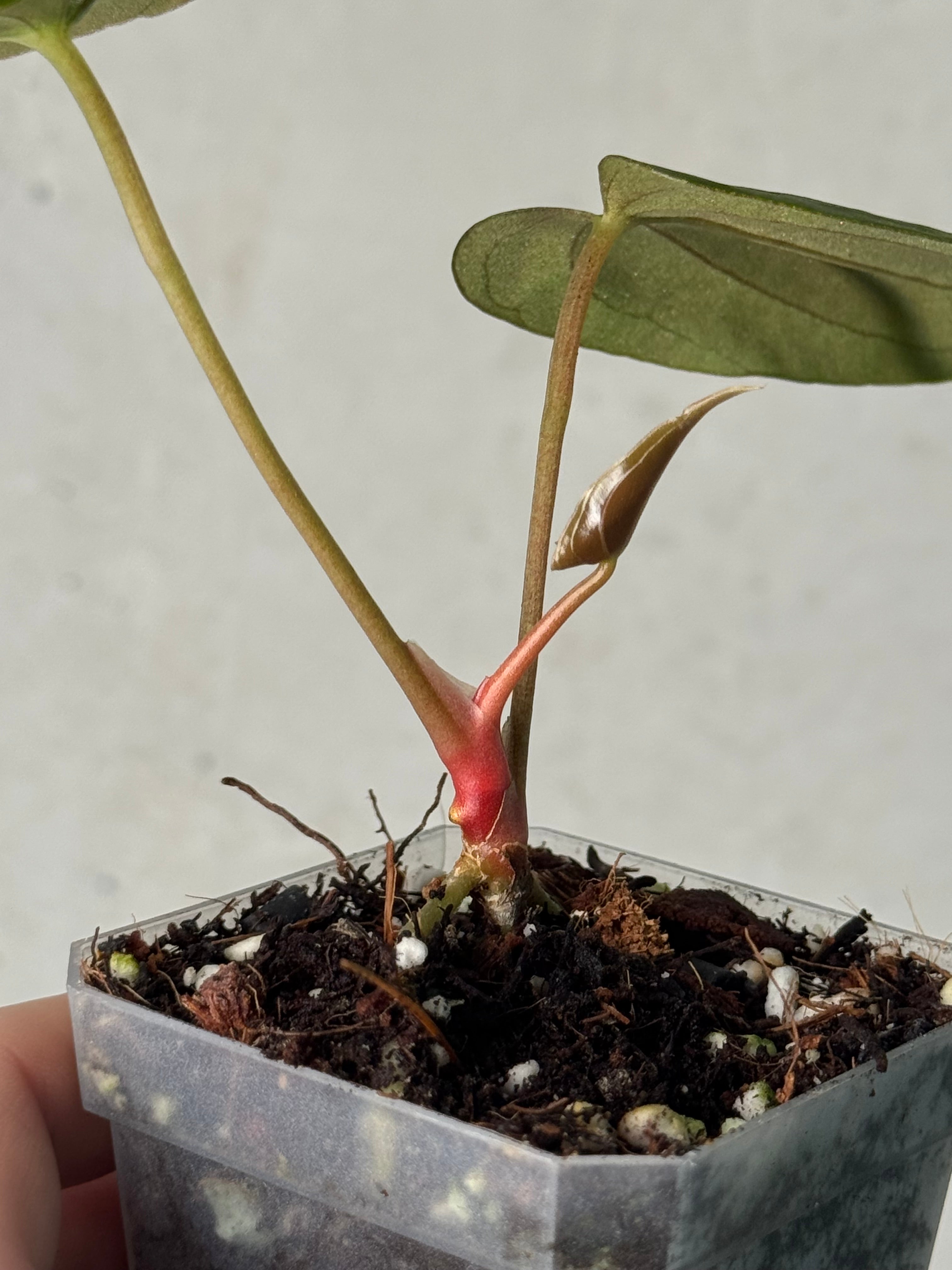 Anthurium FSxRL ‘Grim Reaper’ x Papillilaminum RA6 - Clone