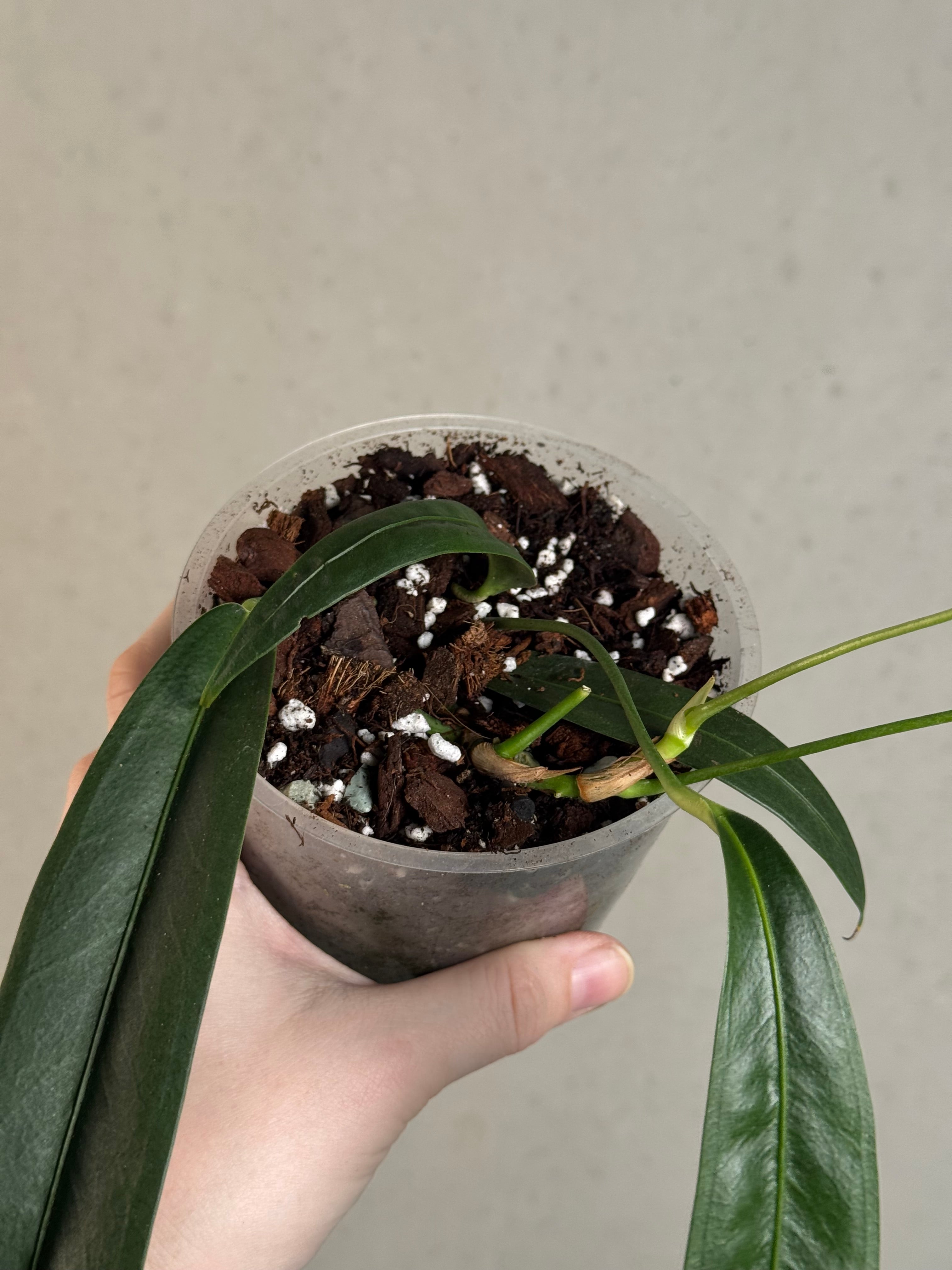 B-Grade/Sad Plants - Various Plants