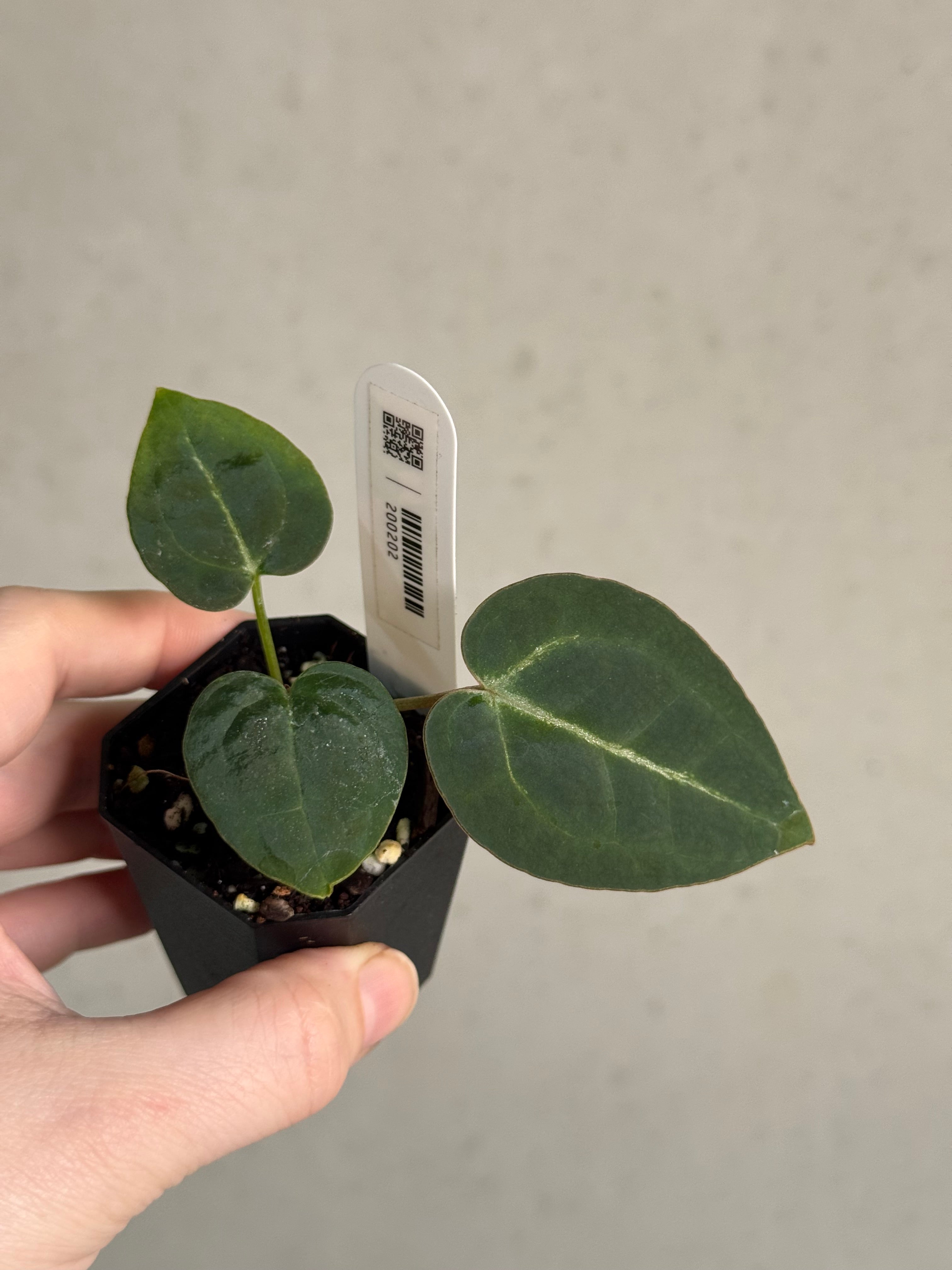 Anthurium Red Crystallinum WU5 x WU8 - SMUKHI