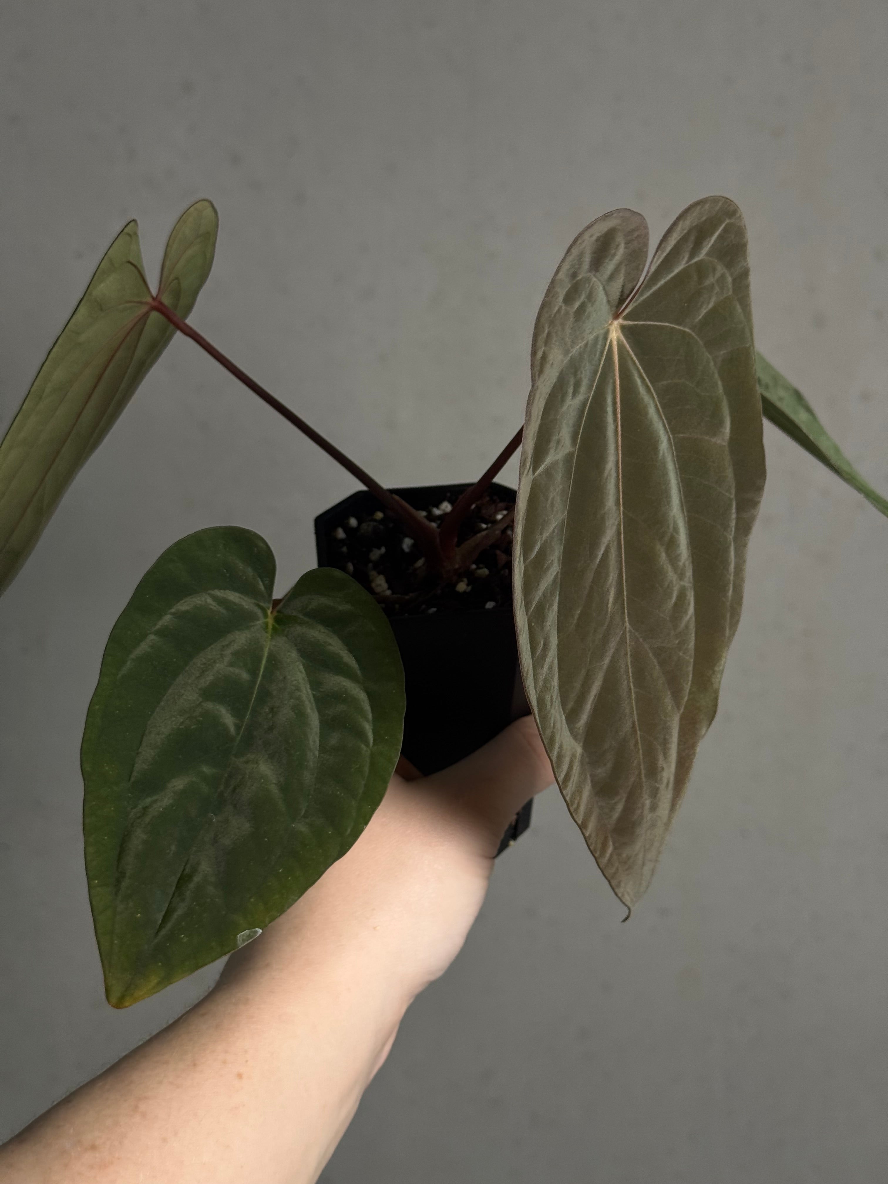 Anthurium Papillilaminum ‘WU1’ x Antolakii / BVEP 'Oliver' - Clone - SMUKHI