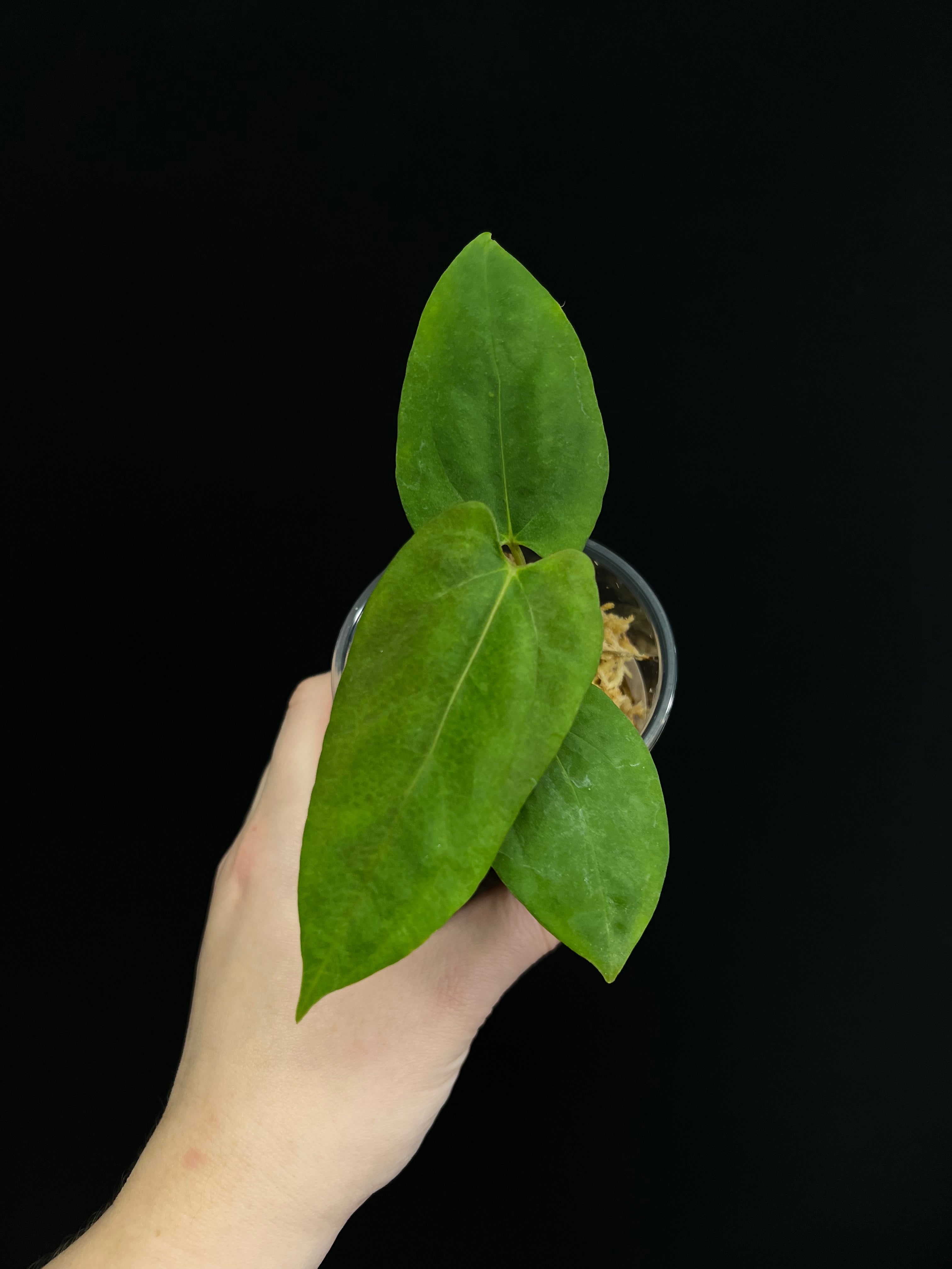 Anthurium RLFS x self - Small Plants