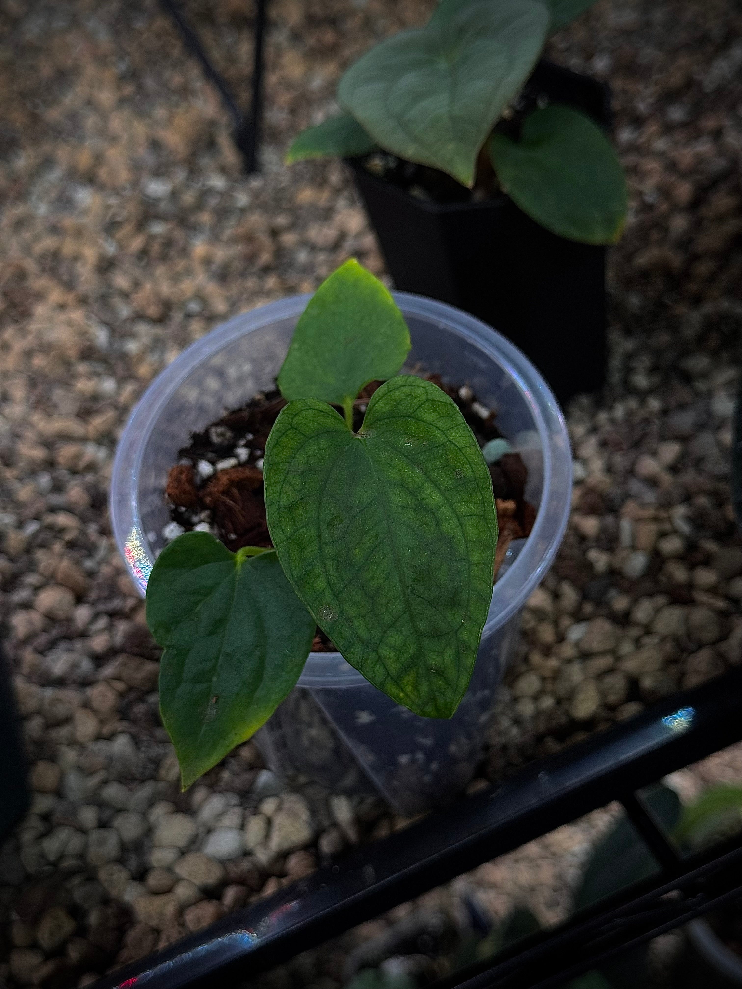 NFS: Anthurium Papillilaminum 'Vanderbilt'