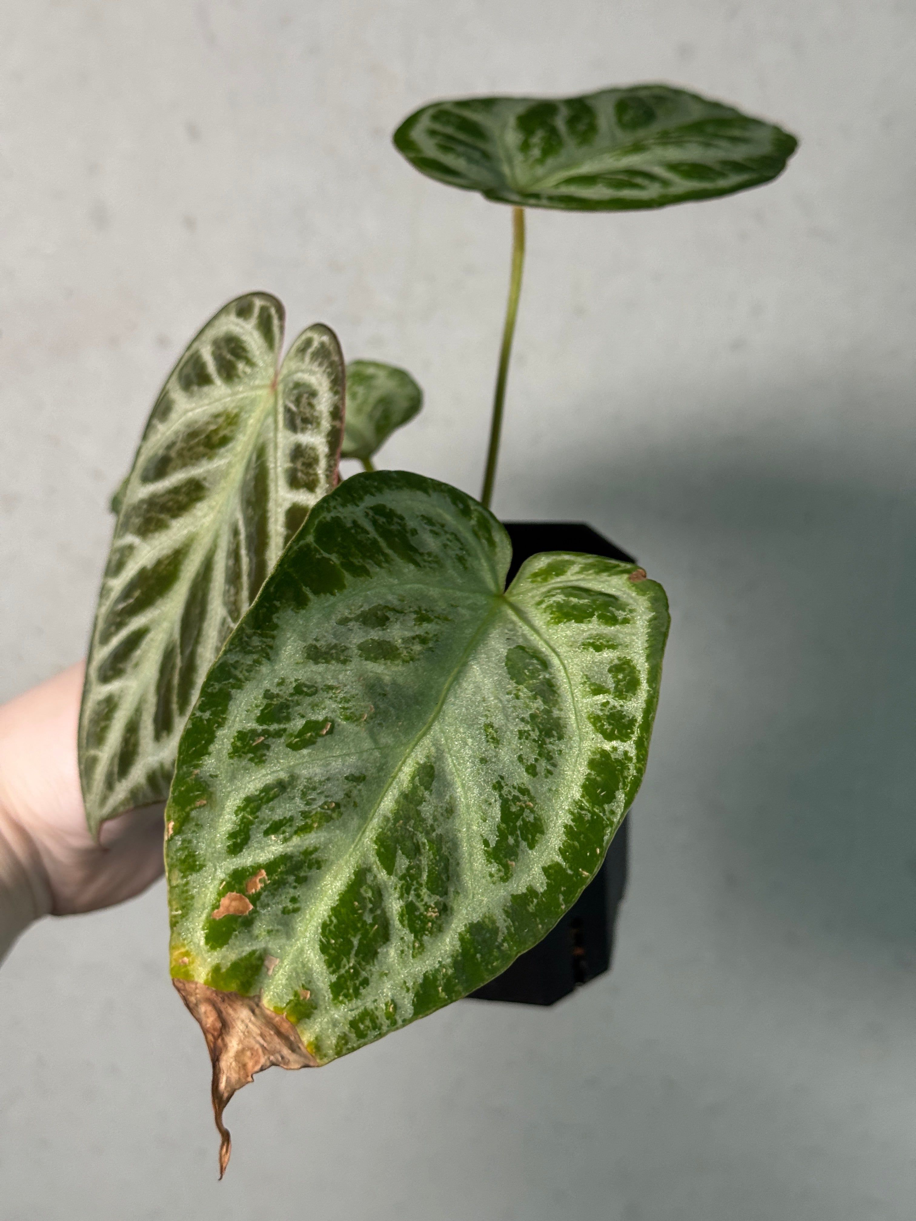 Anthurium ‘Silver Blush’ Mint / Blister Variegata (min. var.)