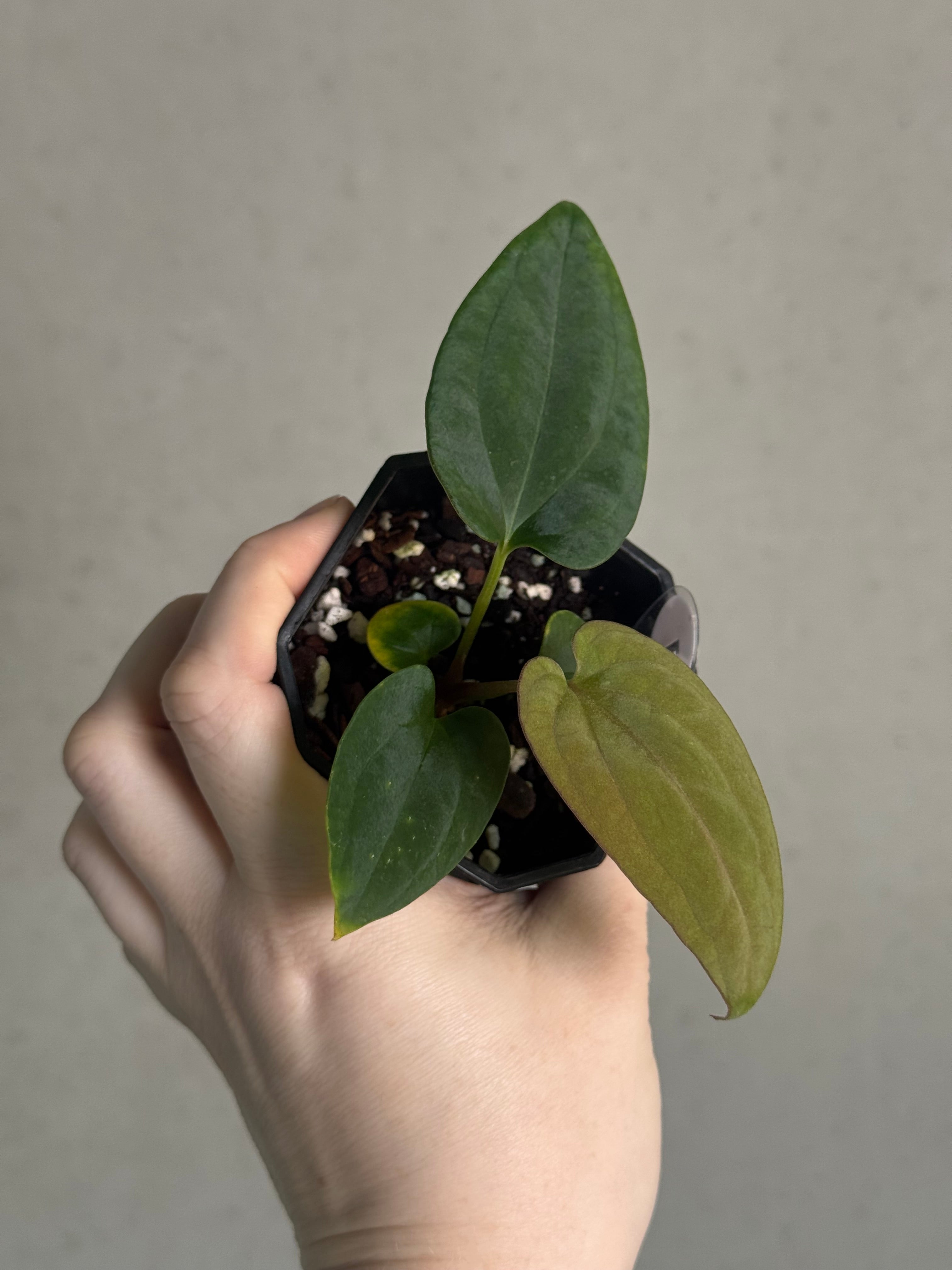 Anthurium BVEP ('Round' x RA1) x Kunayalense CC1 - SMUKHI