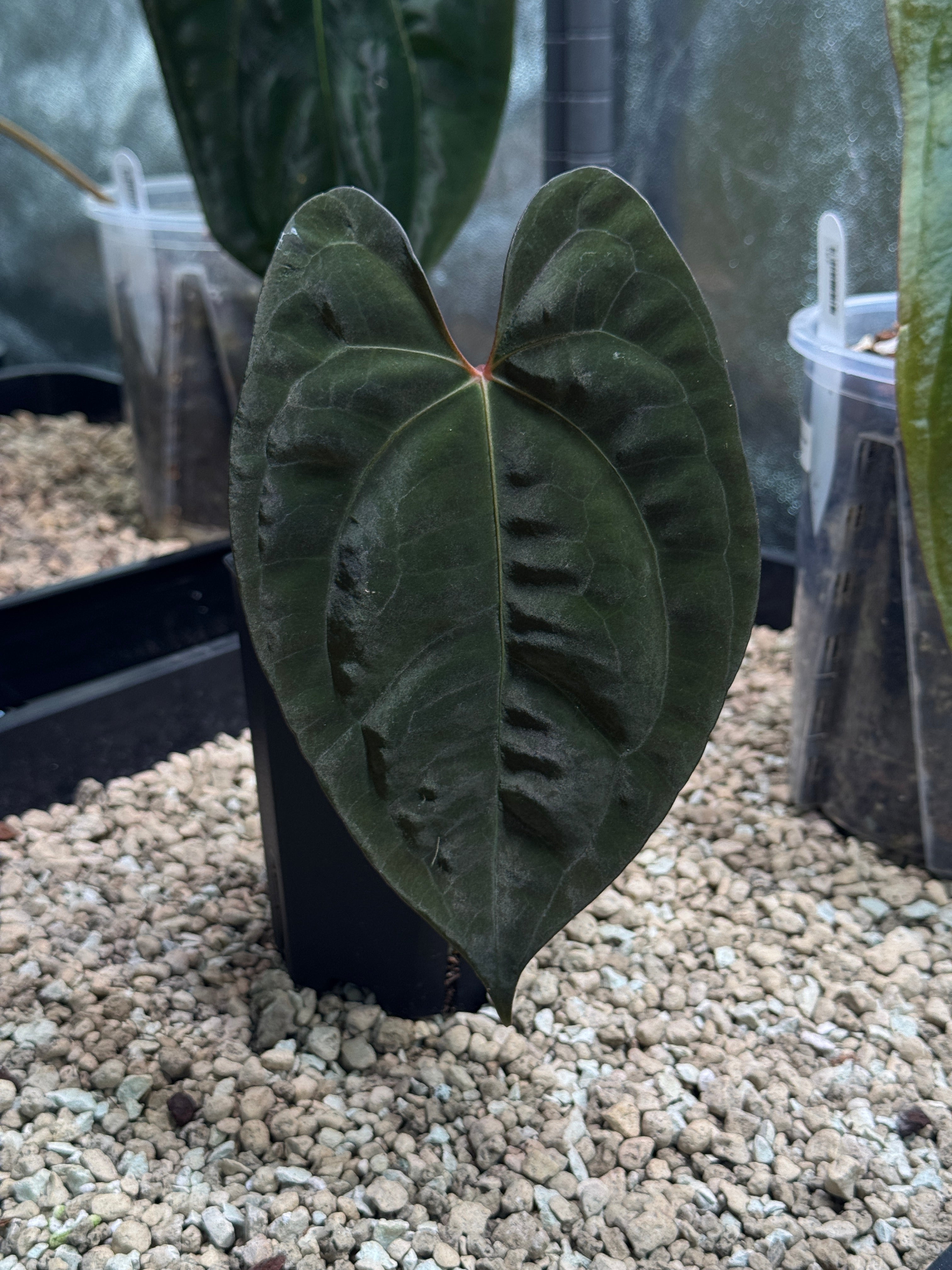 Anthurium Goliath x Dark Phoenix - Clone