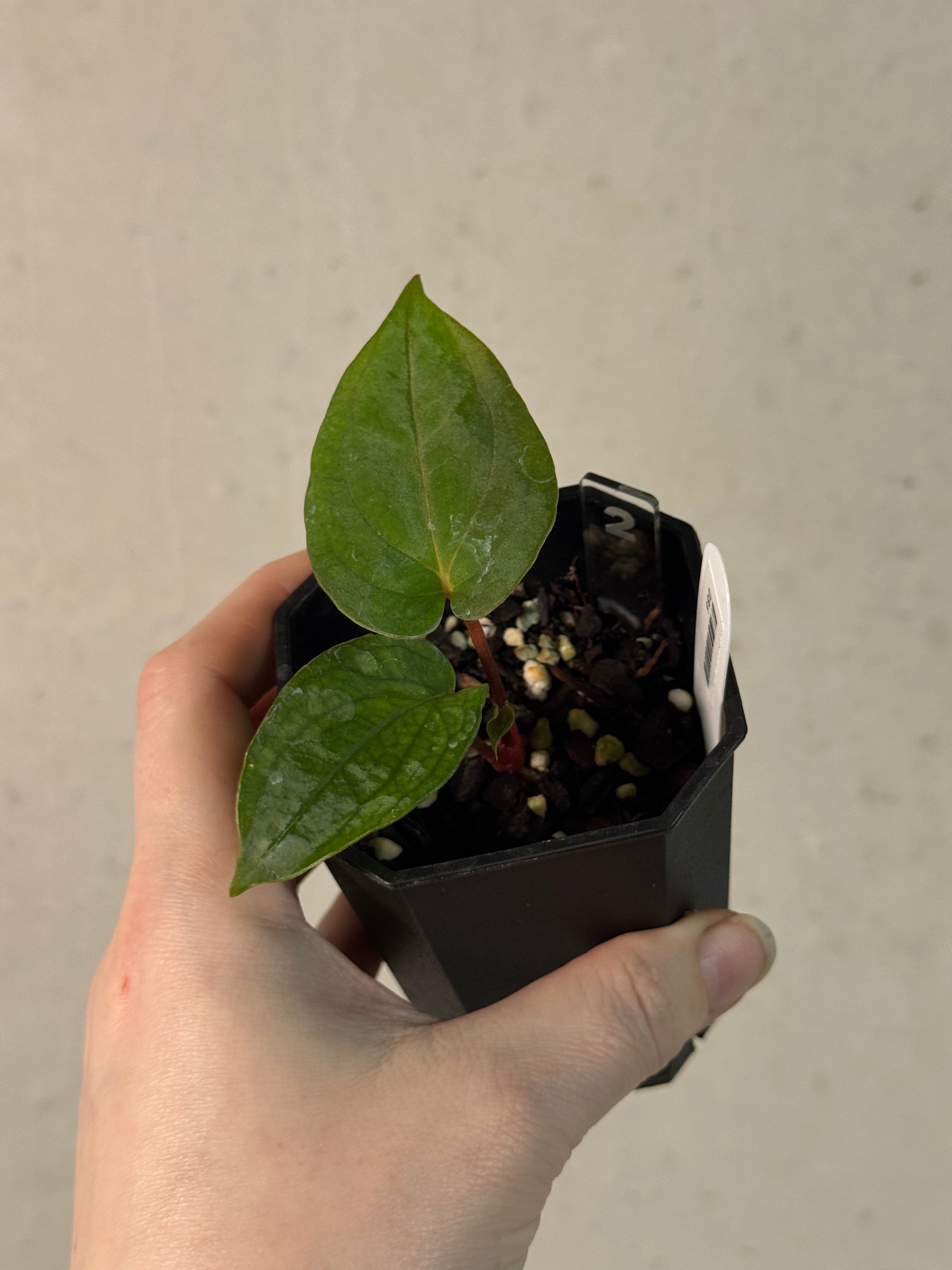 Anthurium Papillilaminum 'Lago Gatun' F1 - Clone