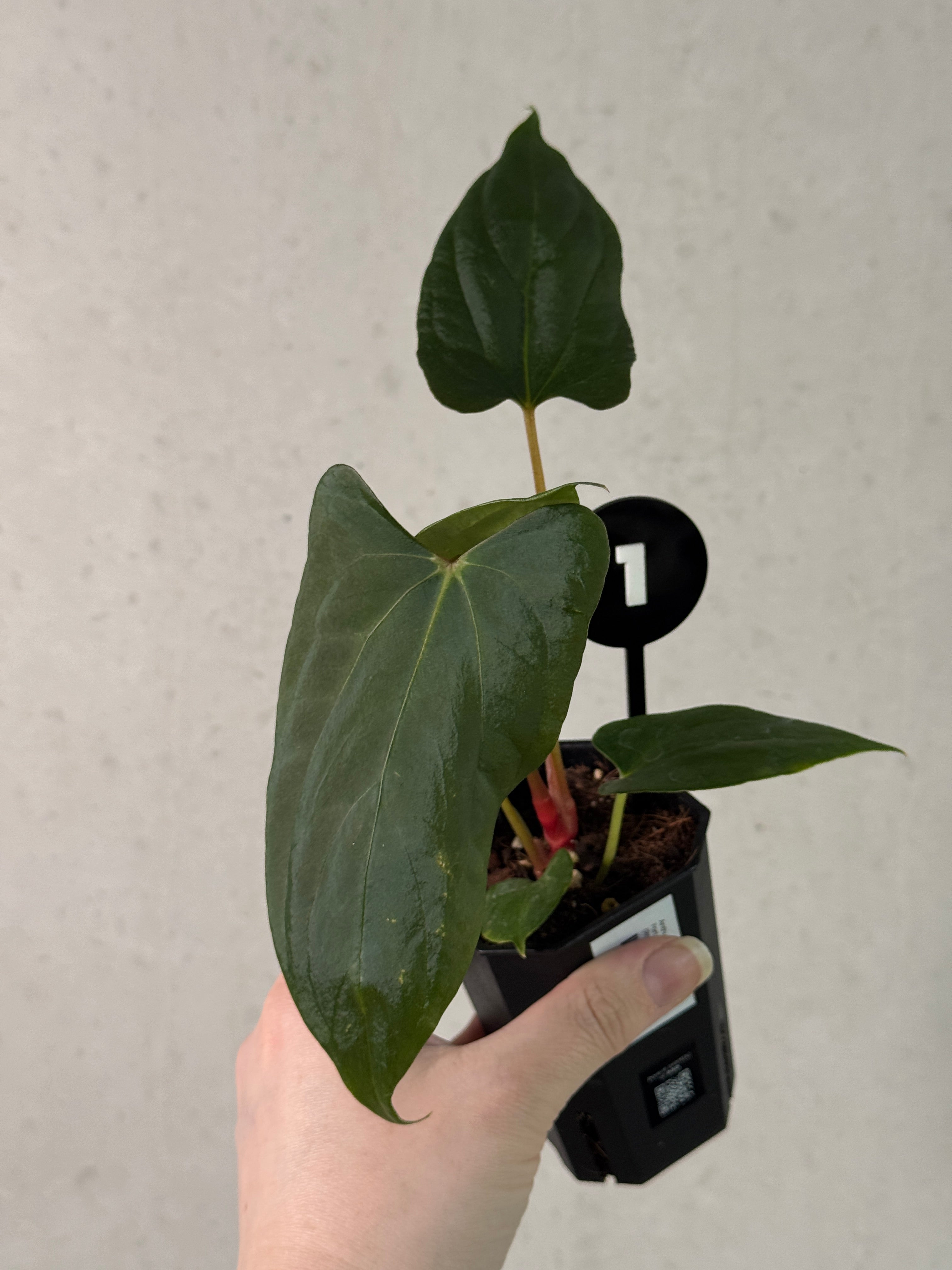 Anthurium Fort Sherman S1 x (Ralph Lynam x Fort Sherman)