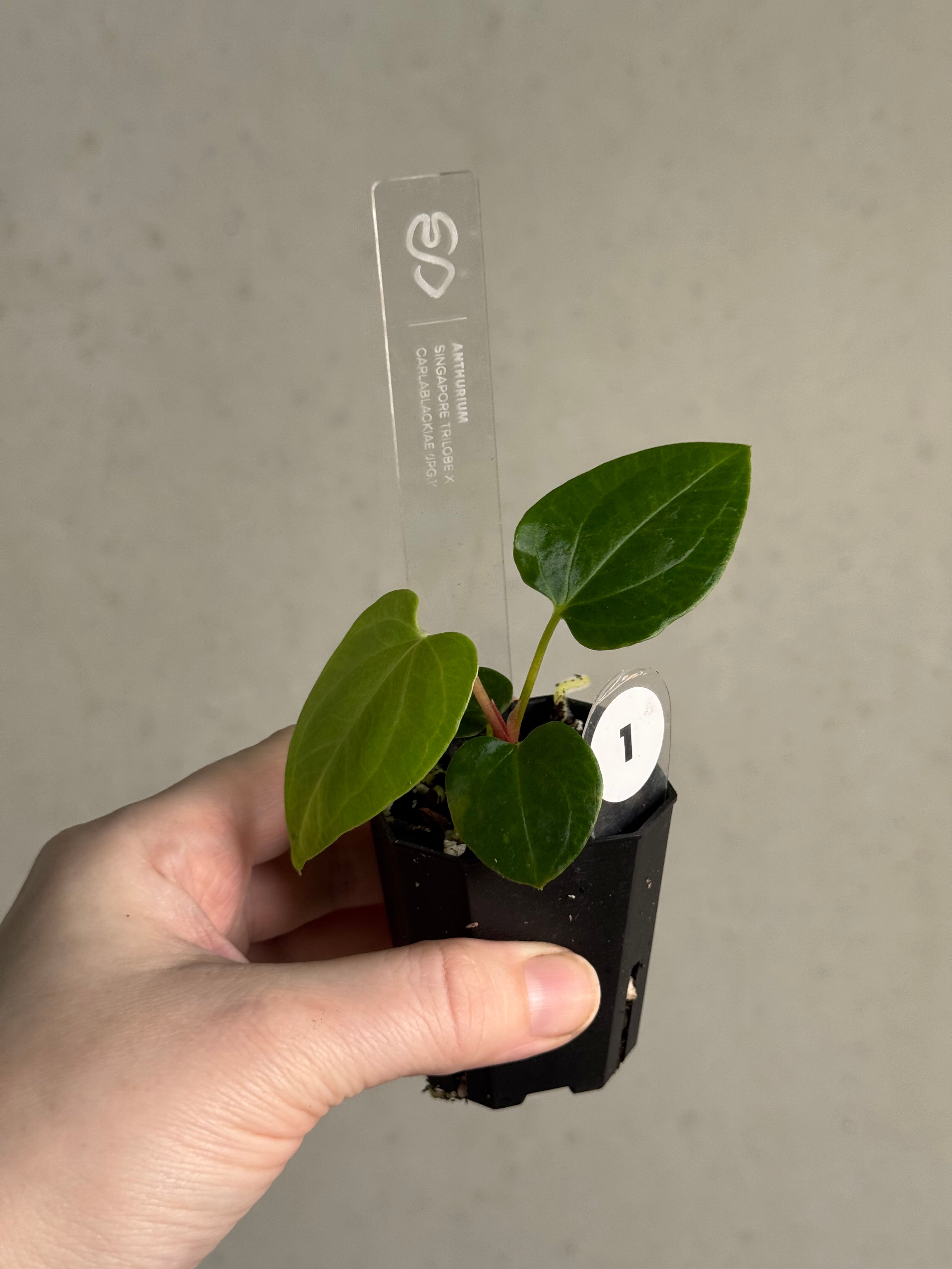 Anthurium Singapore Trilobe x Carlablackiae ‘JPG.1’ - SMUKHI