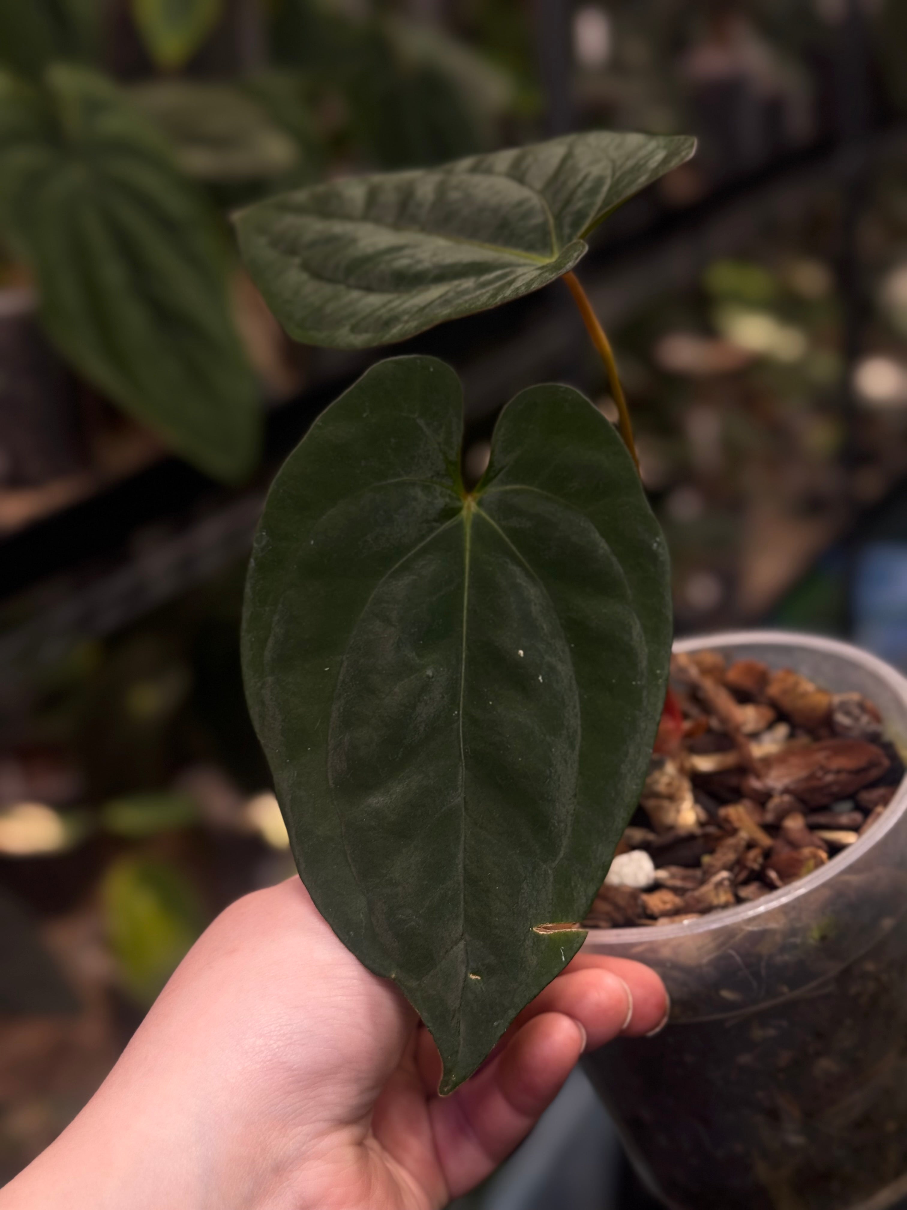 Anthurium ‘Lost Tag’