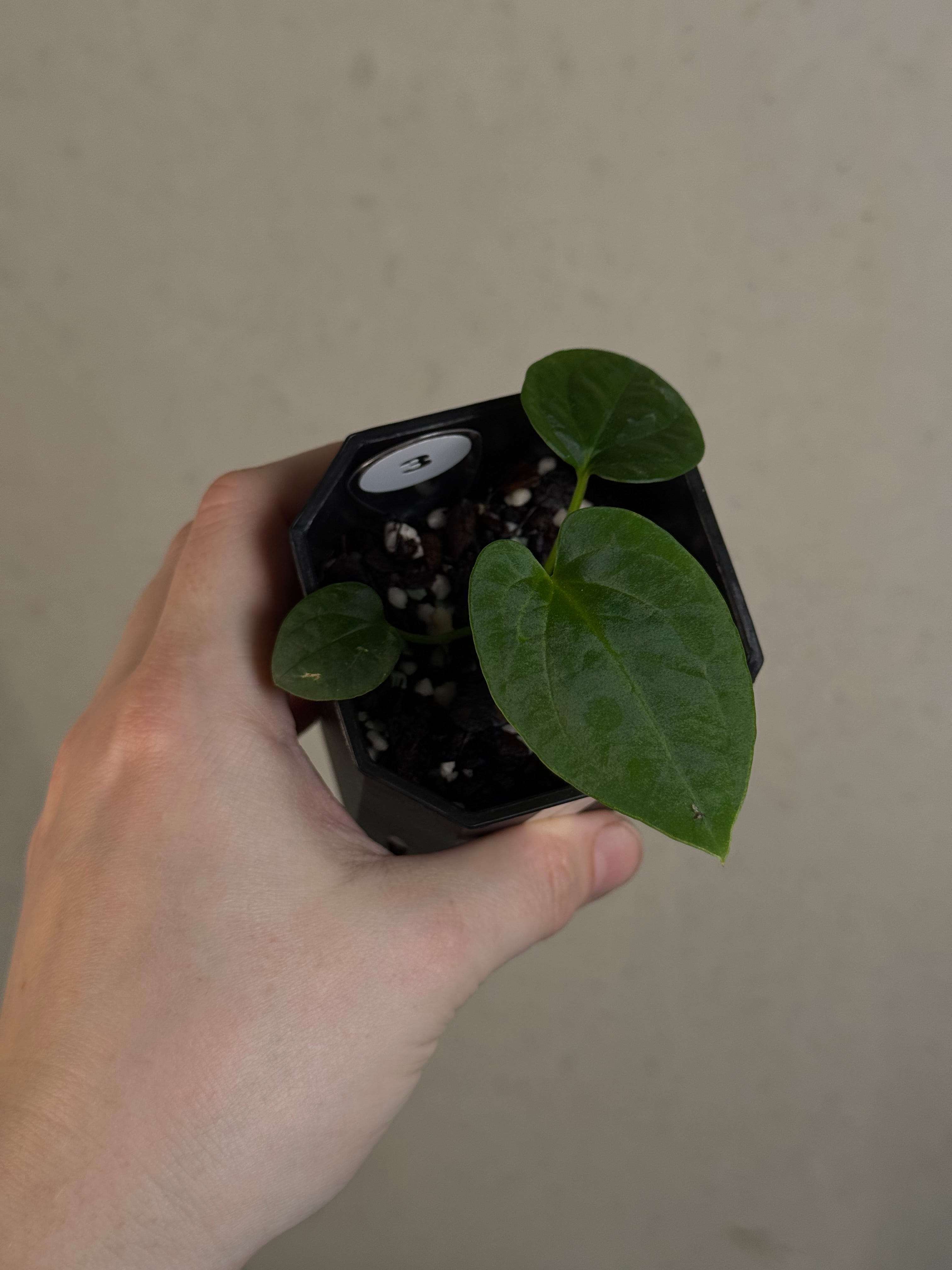 Anthurium BVEP ('Round' x RA1) x Kunayalense CC1