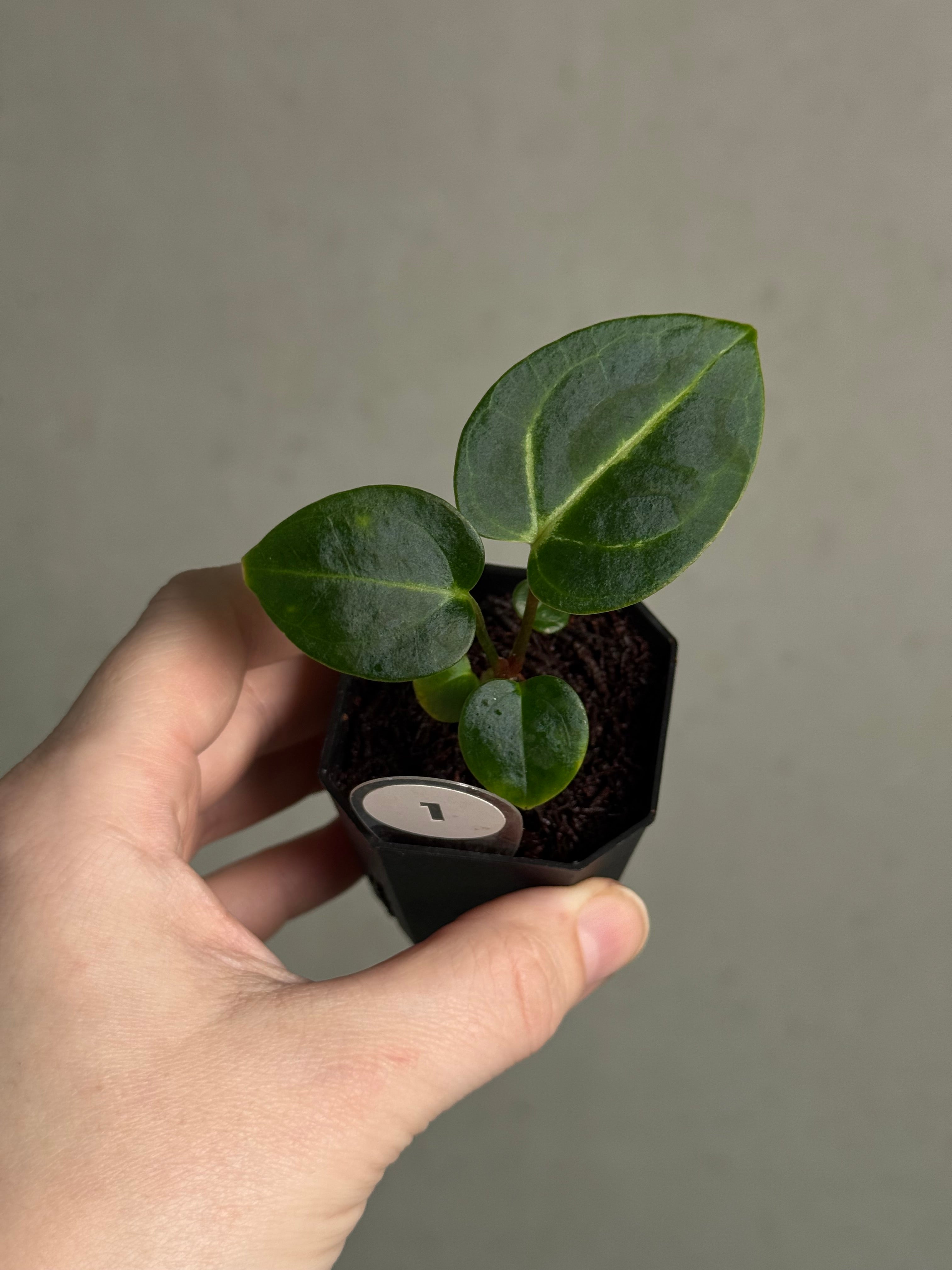 Anthurium Carlablackiae 'JPG.1' x RA10 S1 - SMUKHI