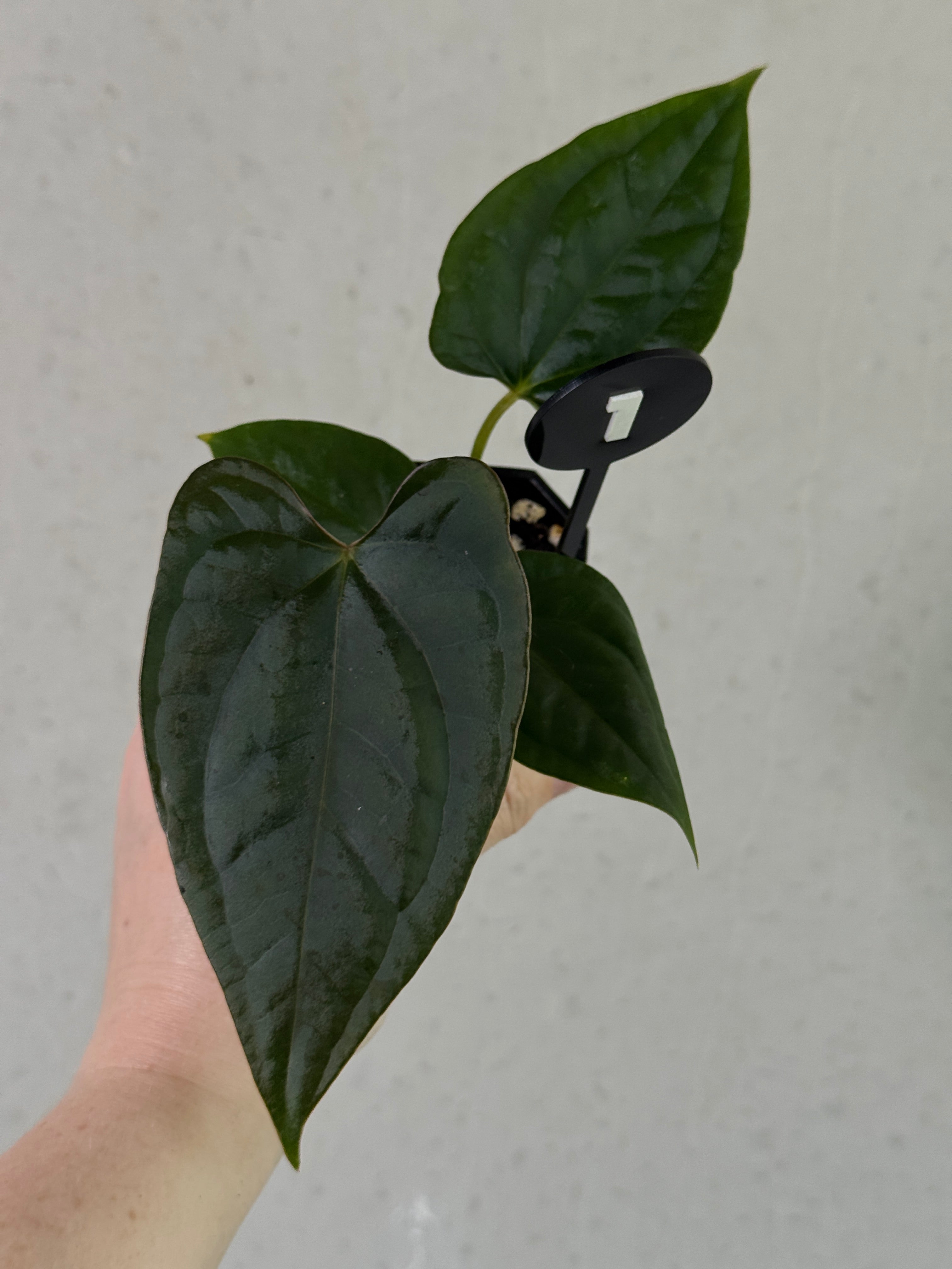 Close-up of a dark Phoenix x Goliath Anthurium plant with lush, glossy green leaves and vibrant dark red spathes.