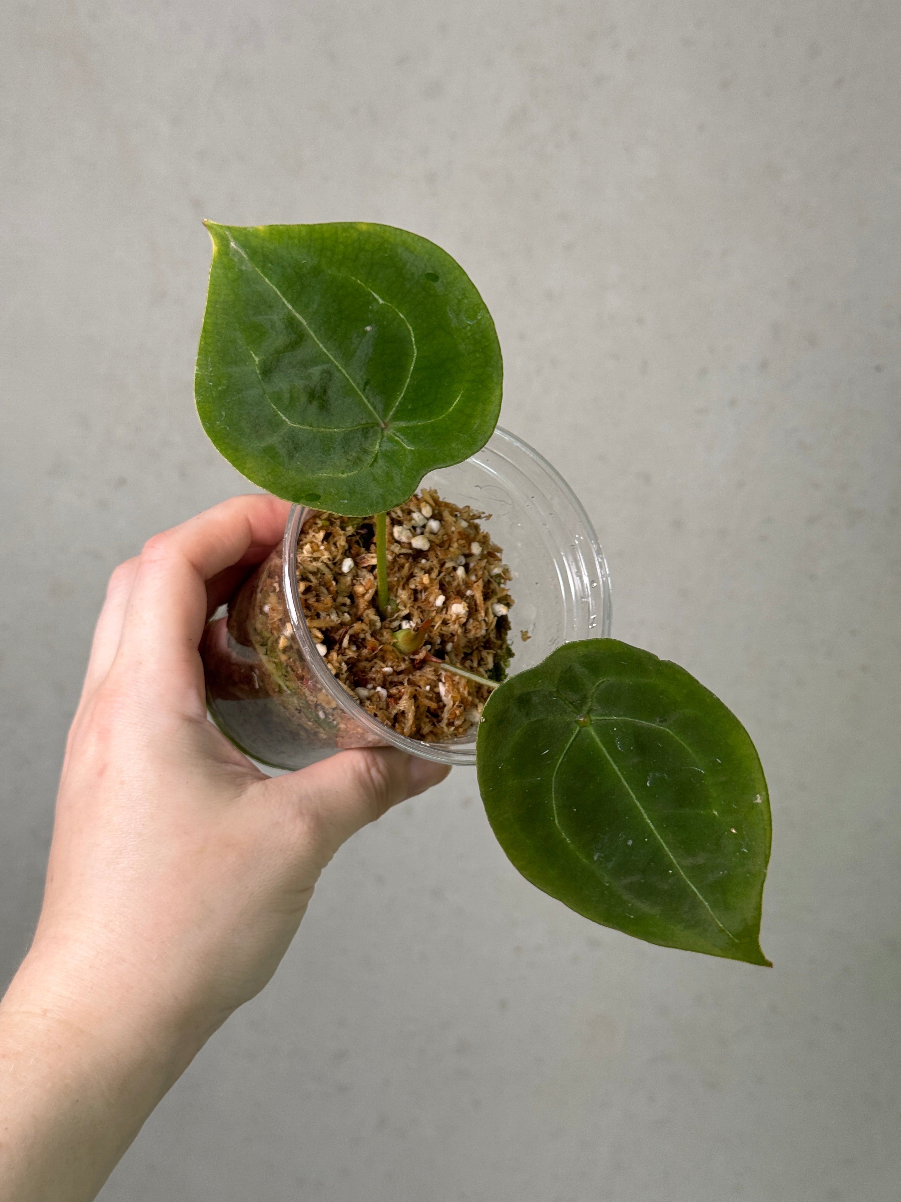 Smukhi Anthurium plant with lush green leaves, valued grade, showcasing vibrant foliage and healthy growth.