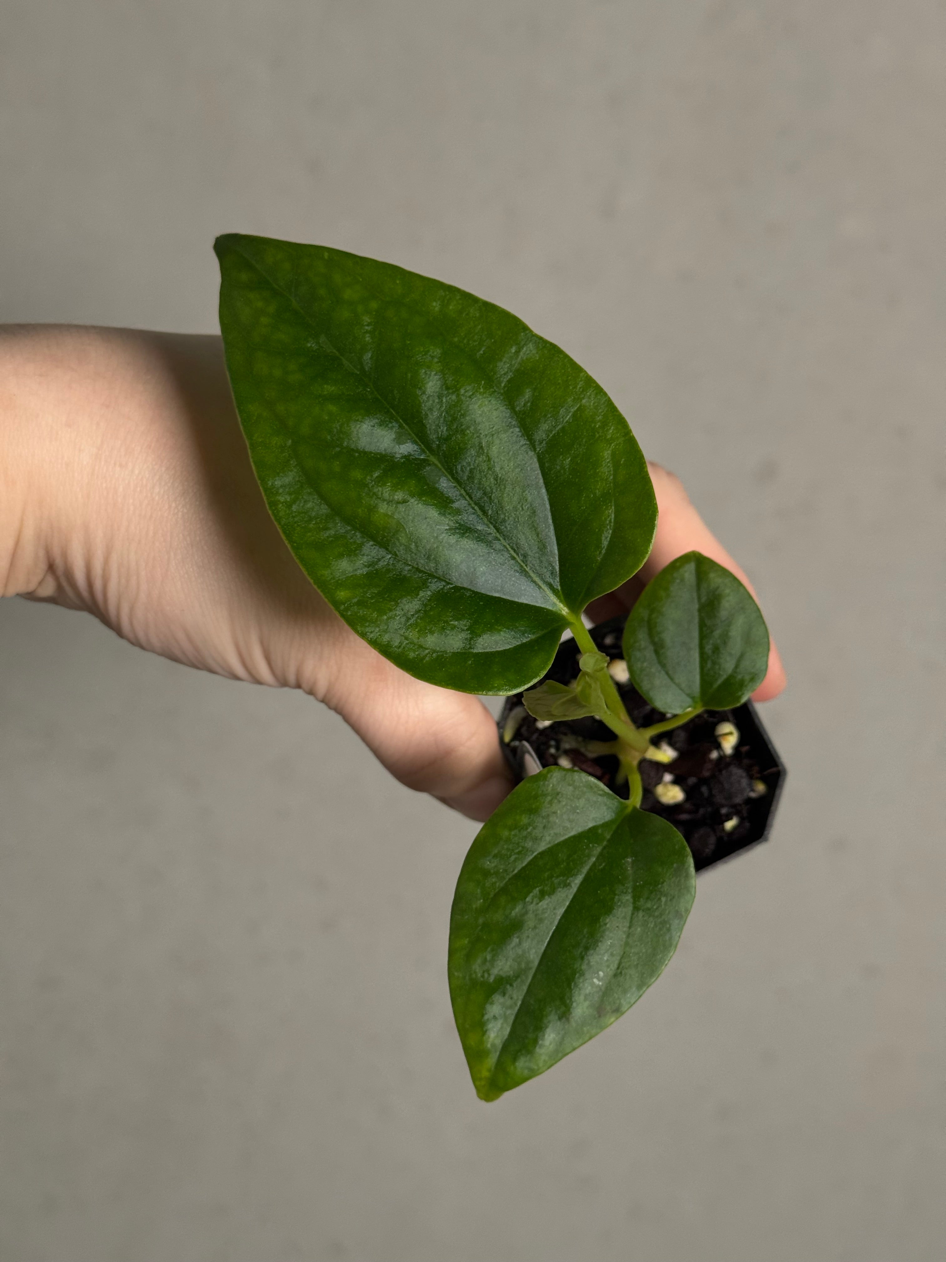 Anthurium Mr. Worldwide x Debile - SMUKHI