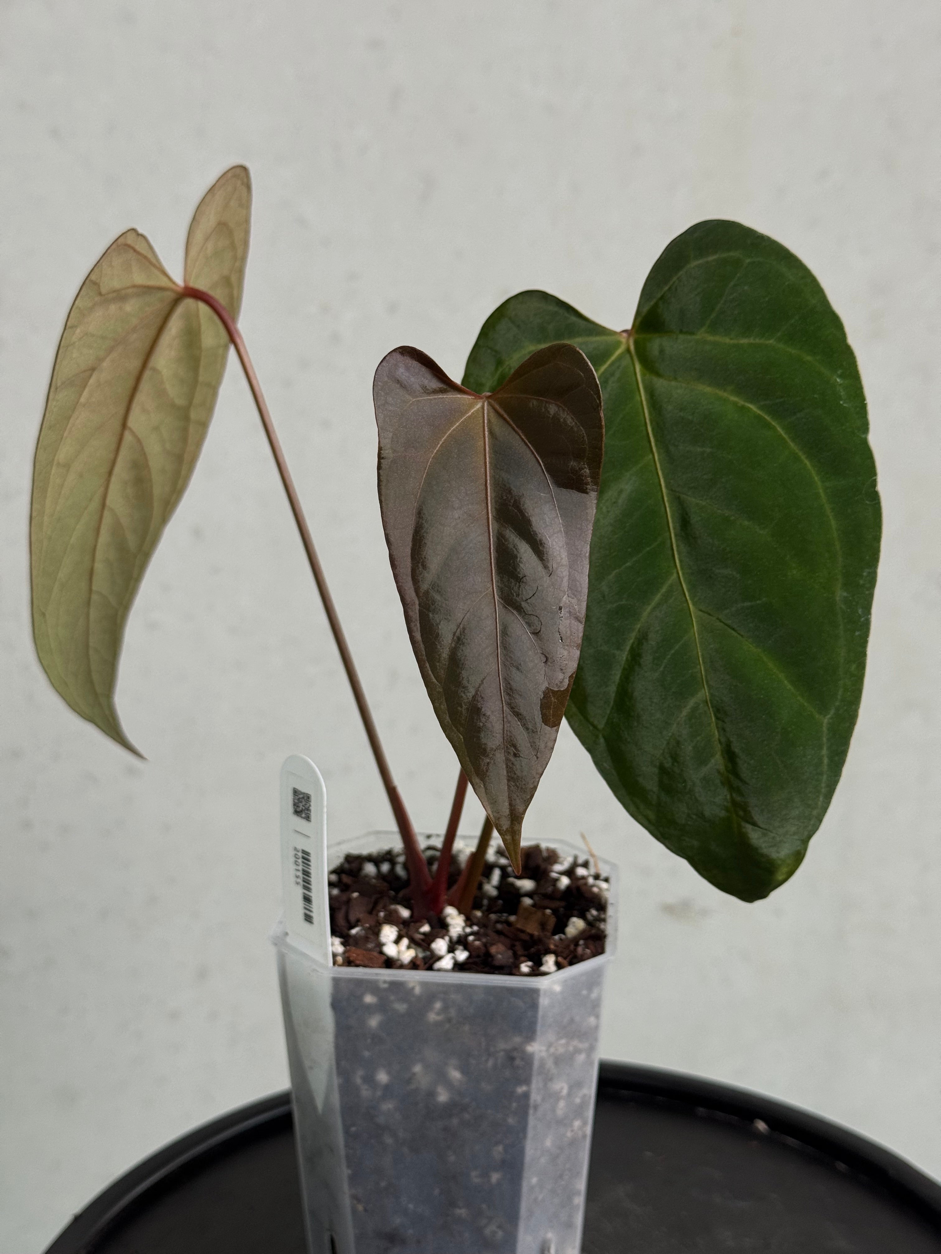 Anthurium Indo Portillae x Papillilaminum ‘Corduroy’ - SMUKHI