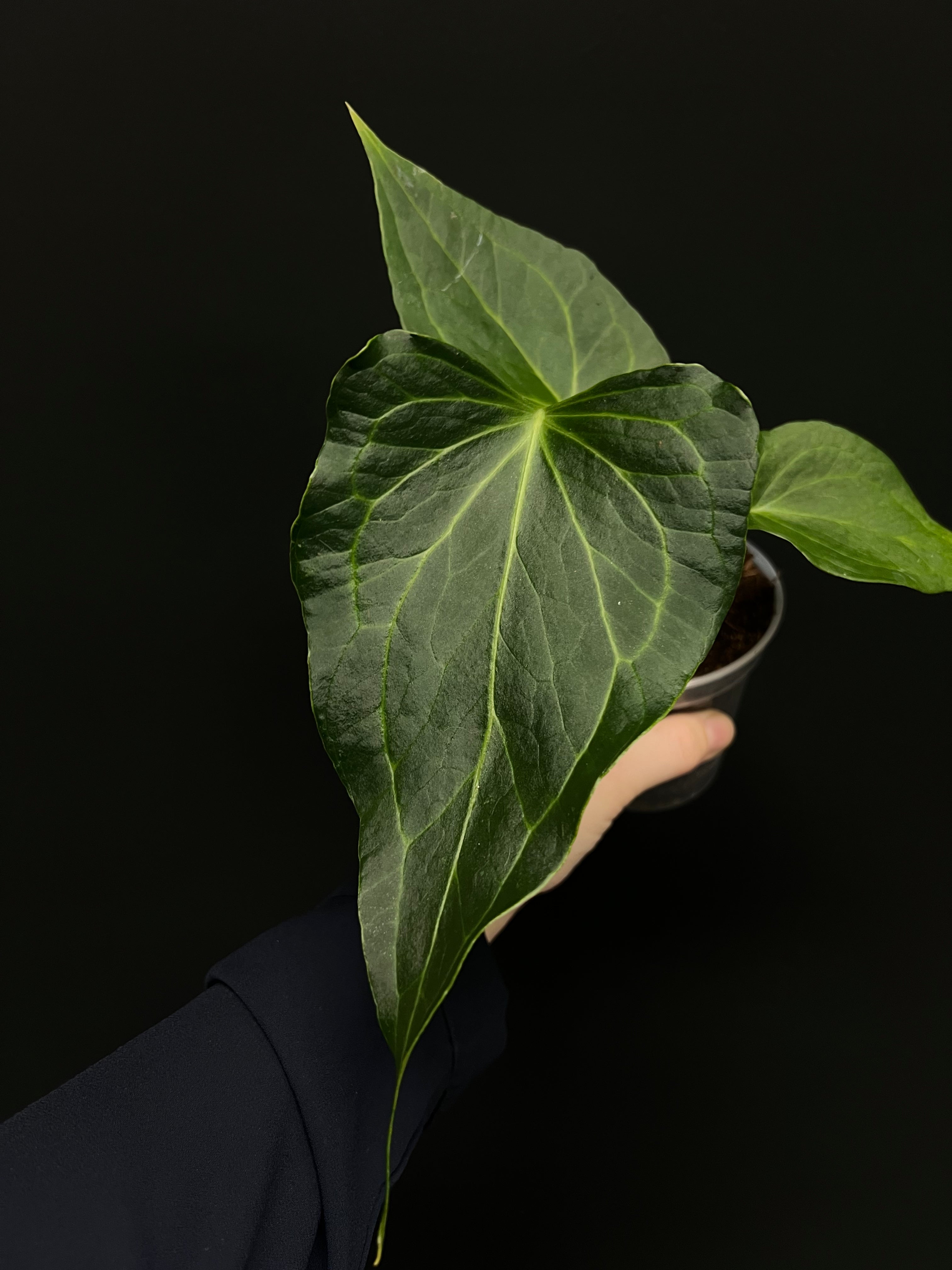 Anthurium ‘Delta Force’ (Clarinervium x Pedatoradiatum)