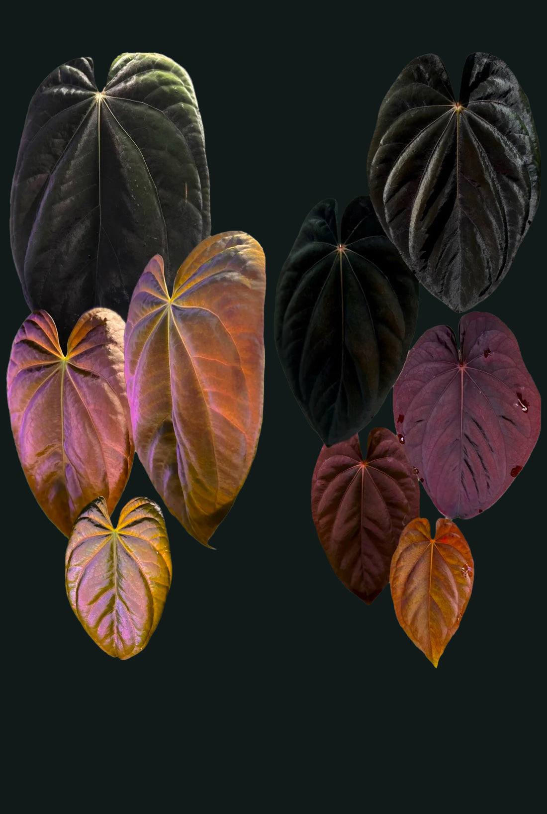 Anthurium BVEP (WU1 x 'Oliver') x 'Supernova'