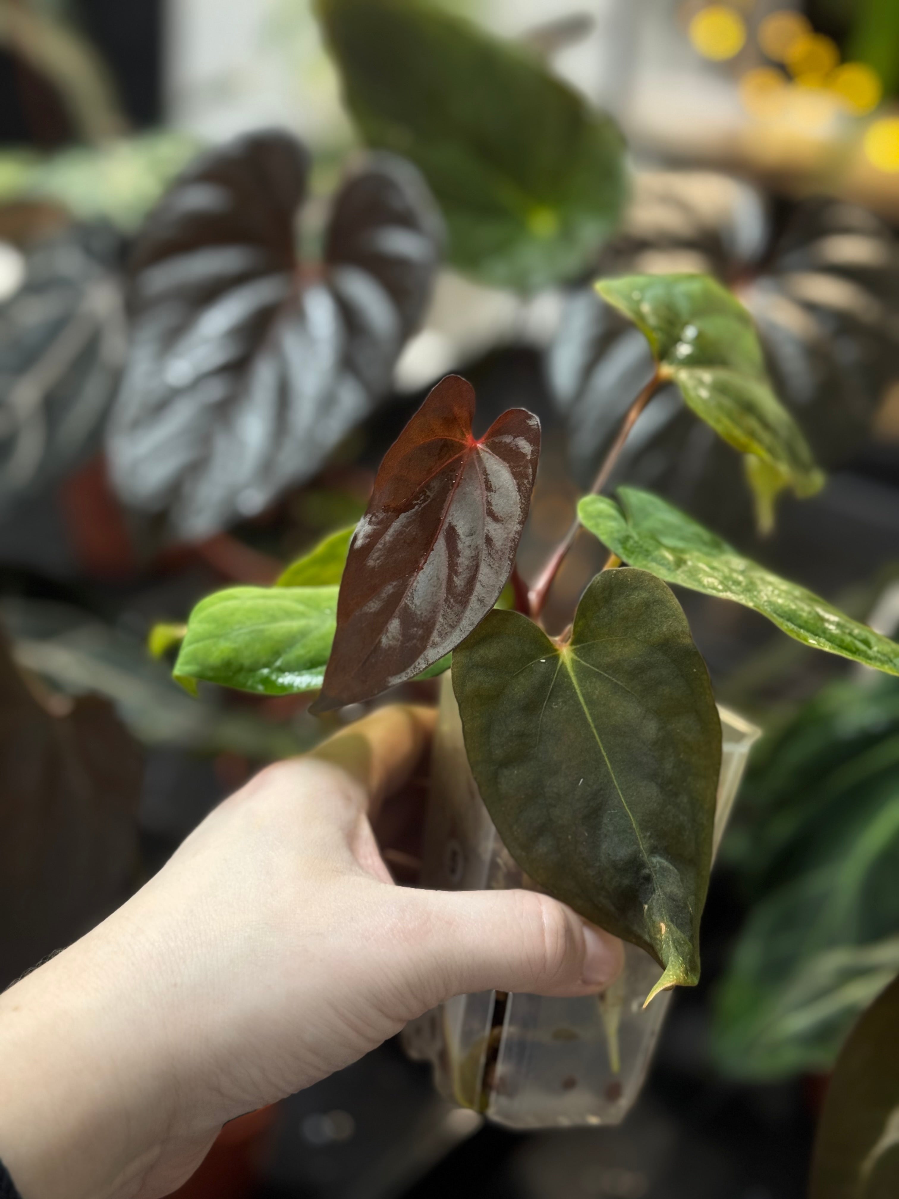 NFS: Anthurium Midnight Velvet x BVEP (Tezula) - SMUKHI