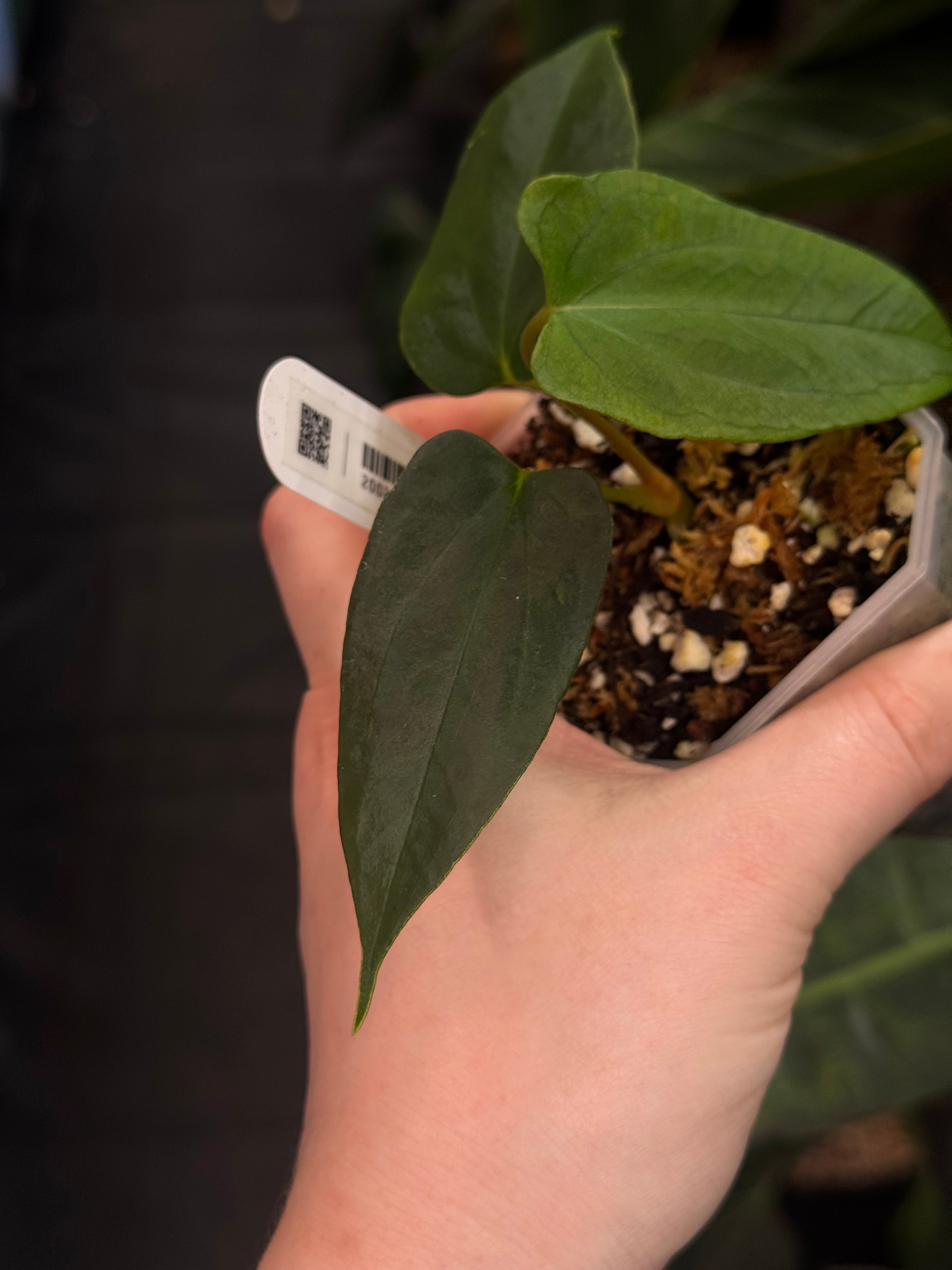 Anthurium FSxRL ‘Grim Reaper' F2 (selfed F1) - Clone
