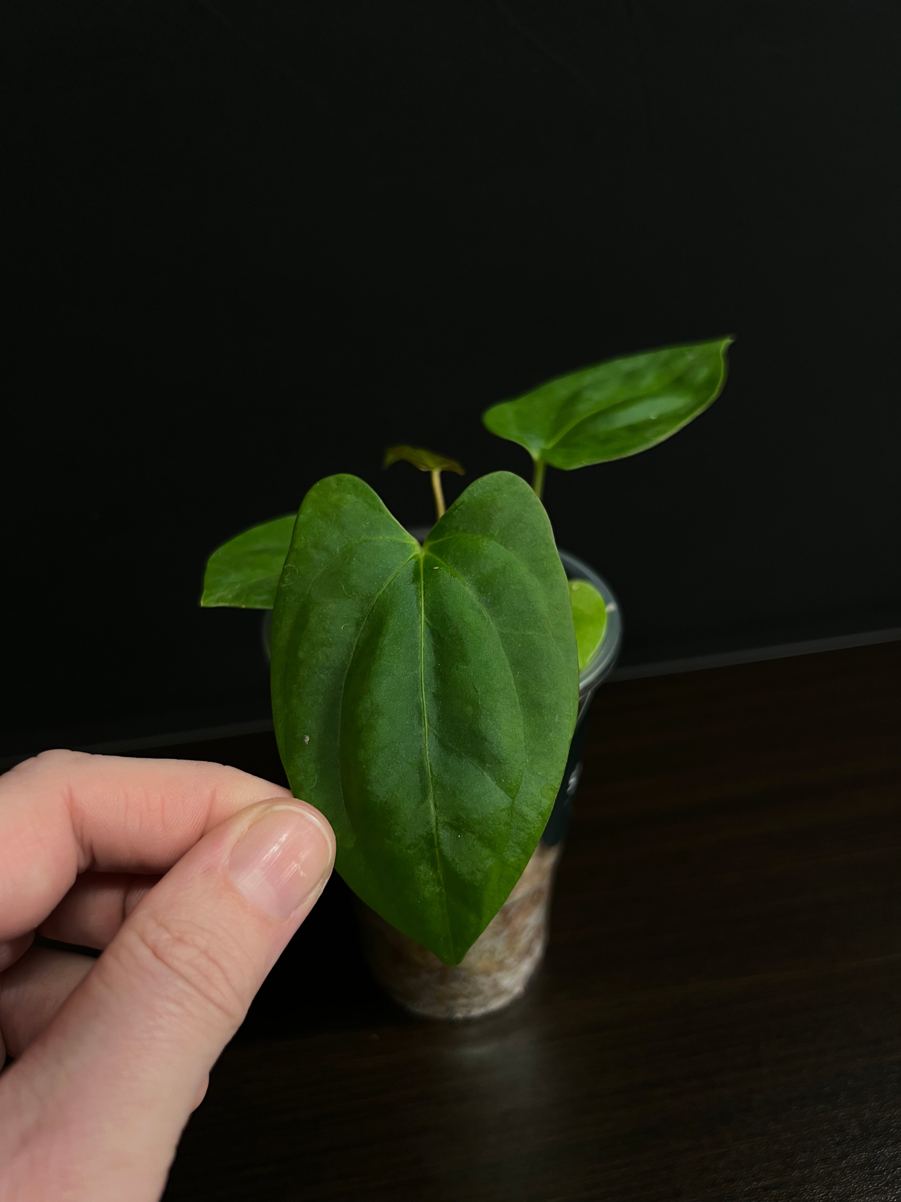 Anthurium RLFS x self - Small Plants