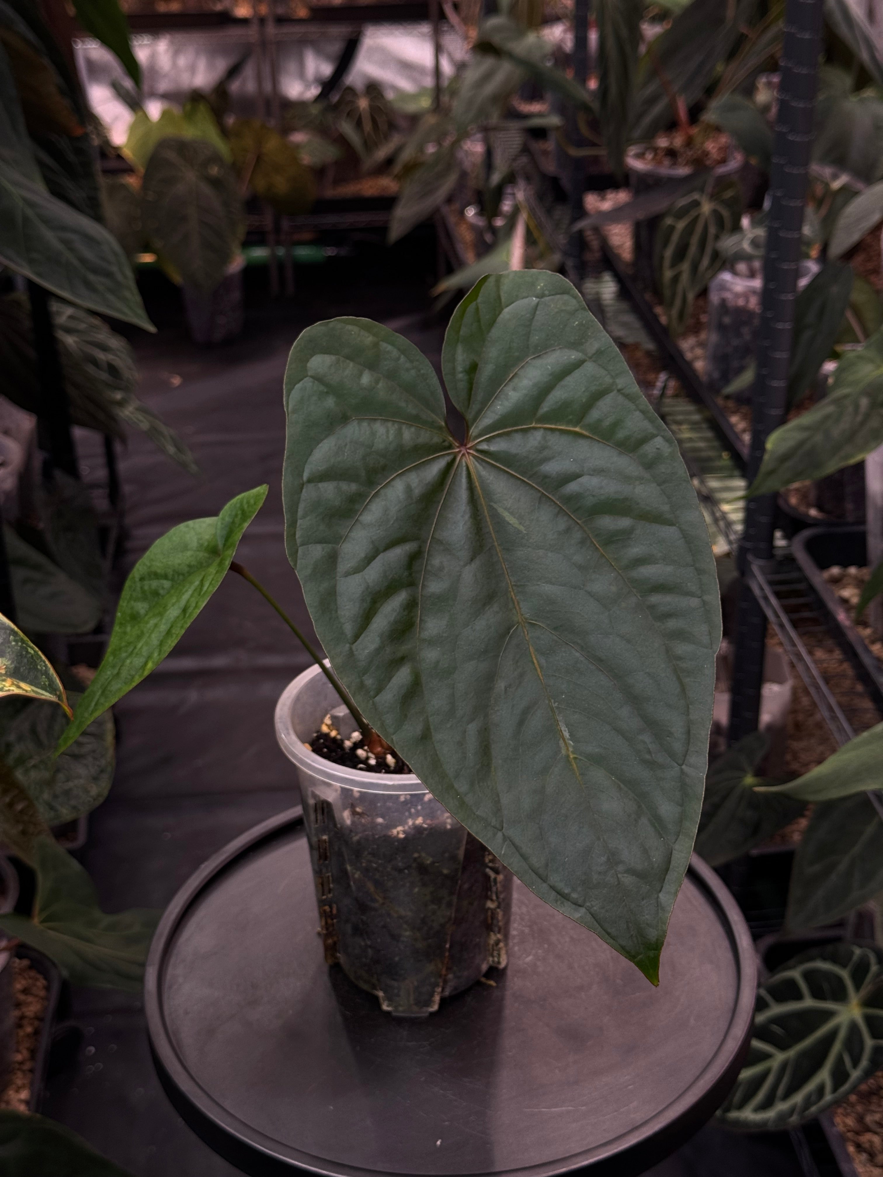 Anthurium Circus Peanuts