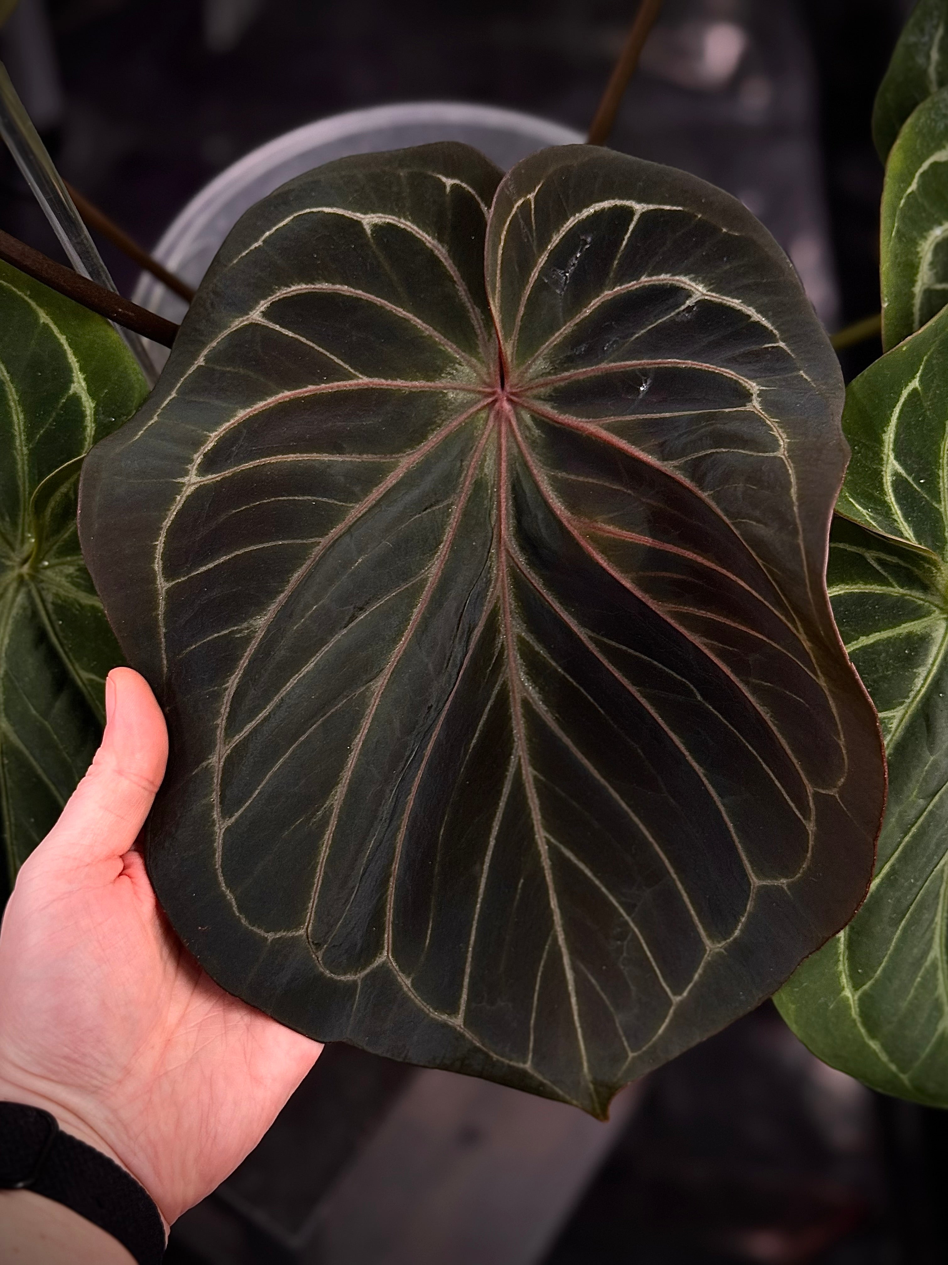 NFS: Anthurium HU 'Round'