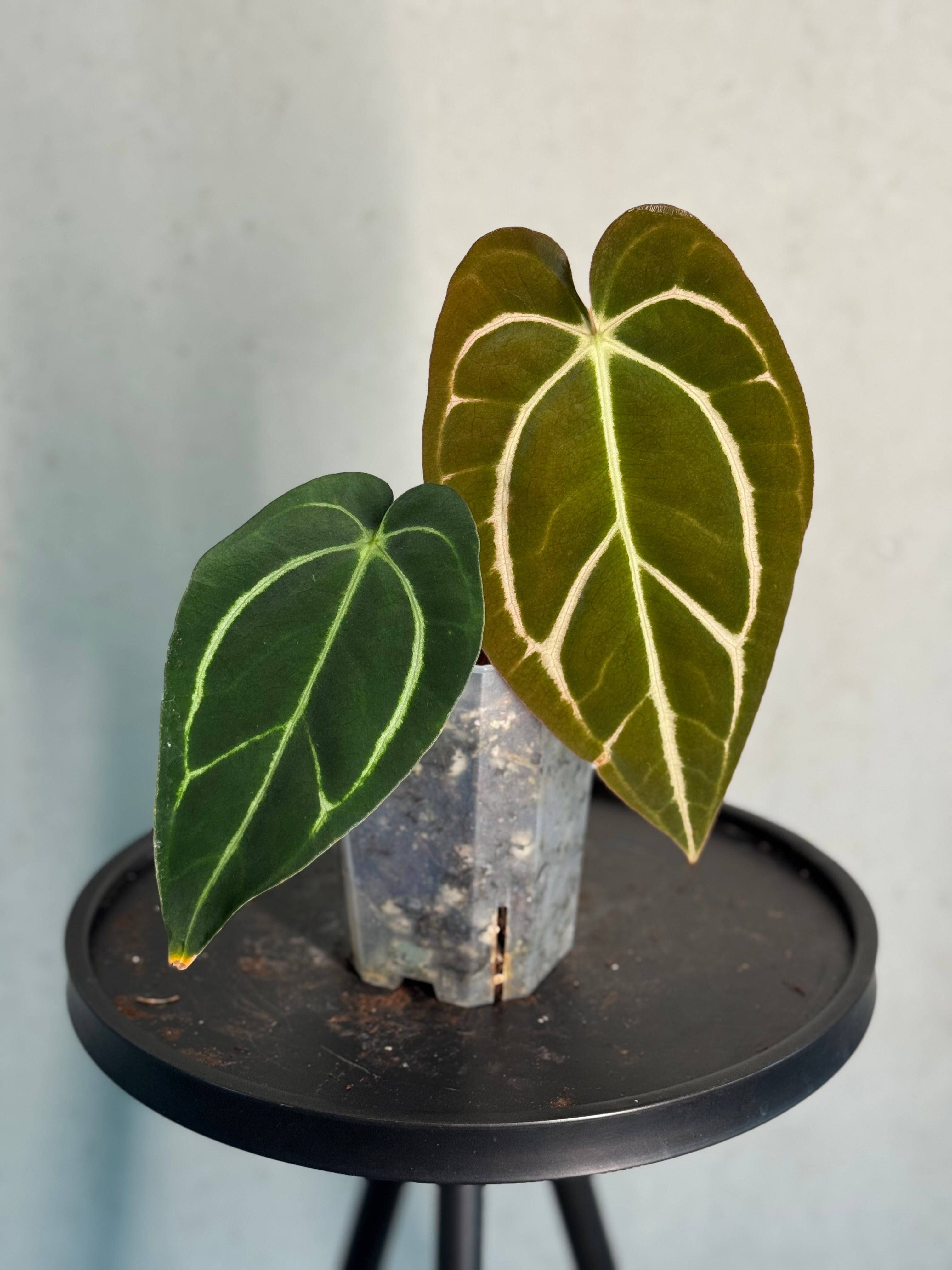 Anthurium Carlablackiae - SMUKHI