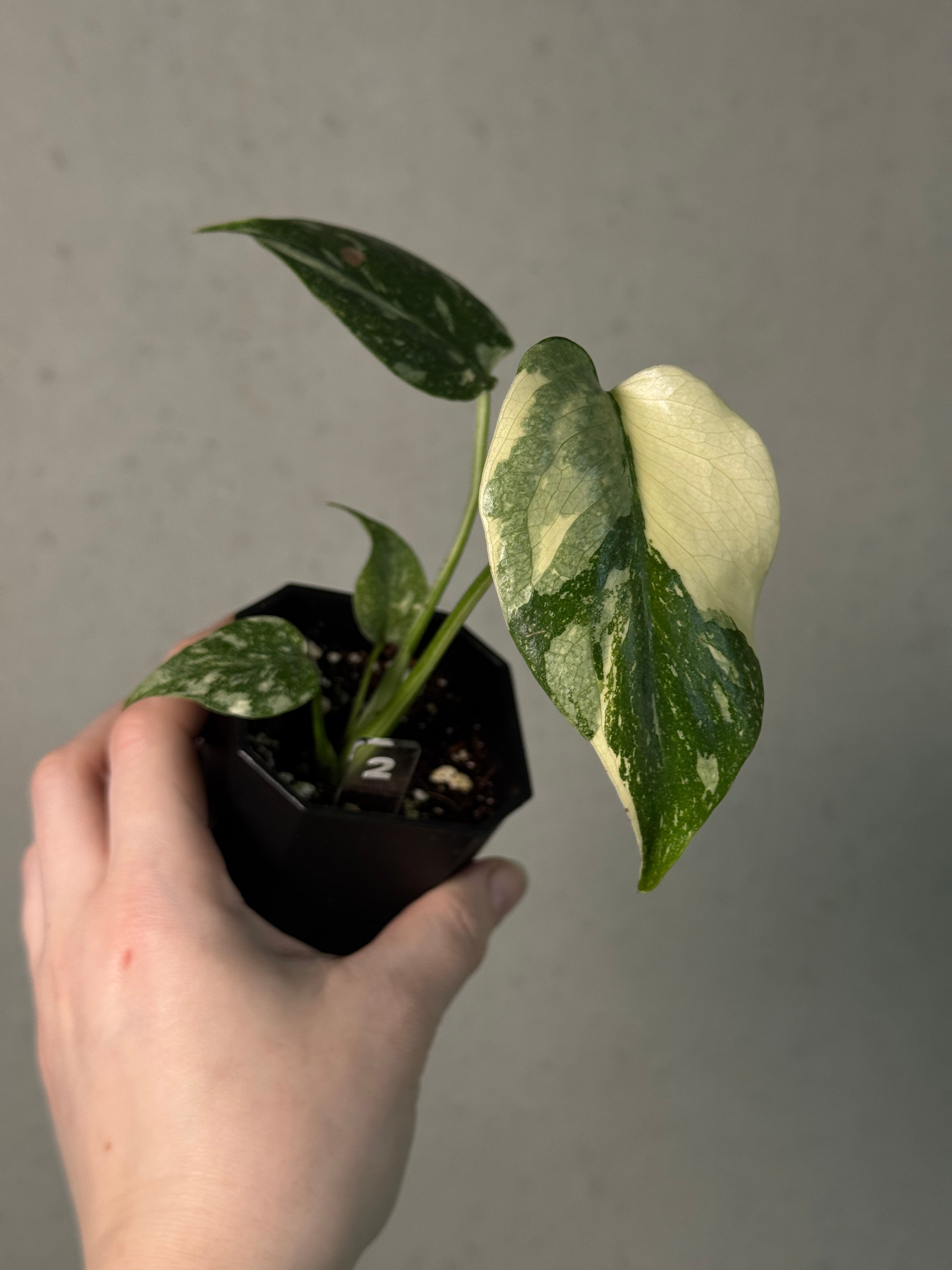 Monstera Thai Constellation