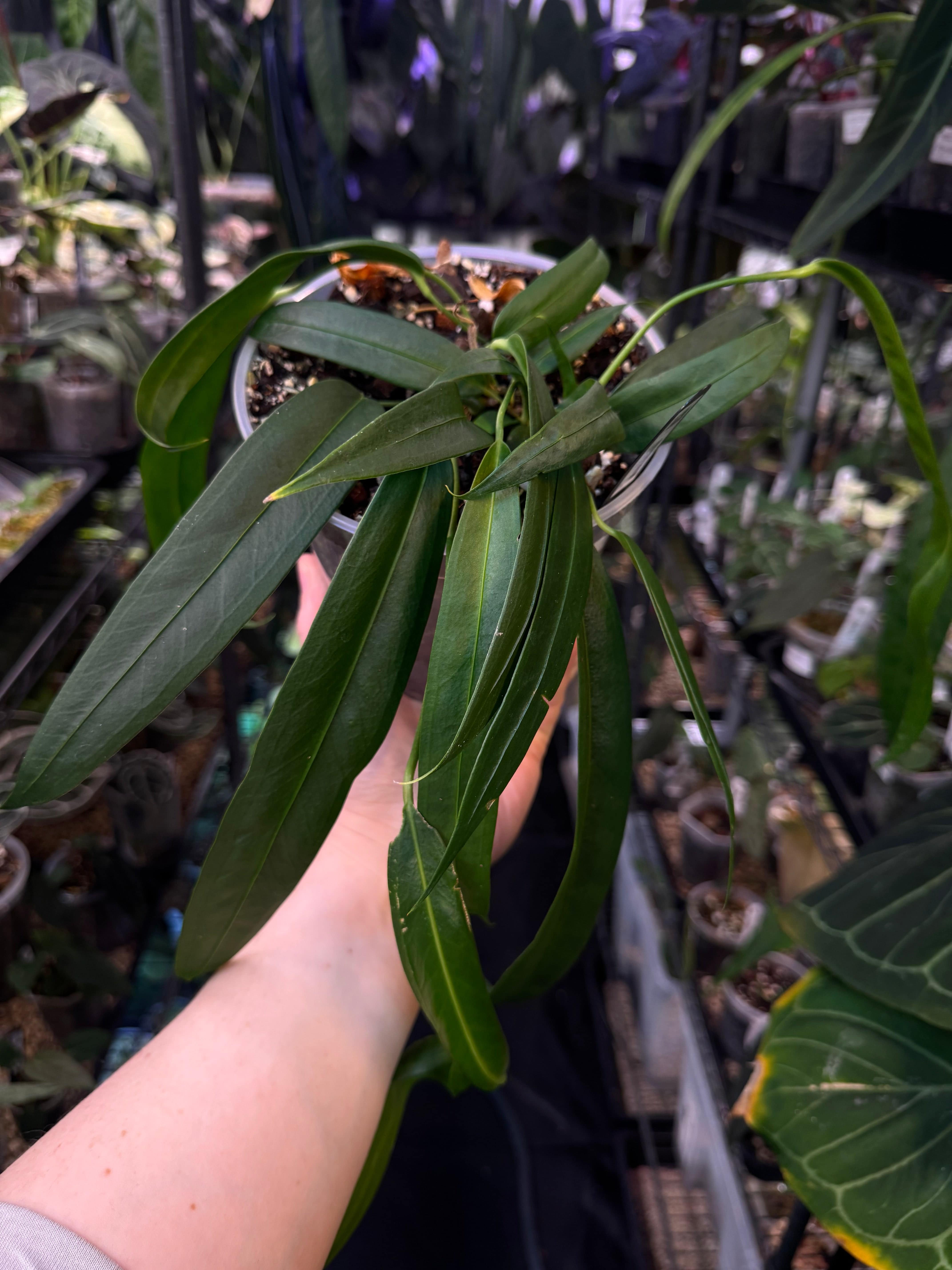 NFS: Anthurium Wendlingeri NSE - SMUKHI