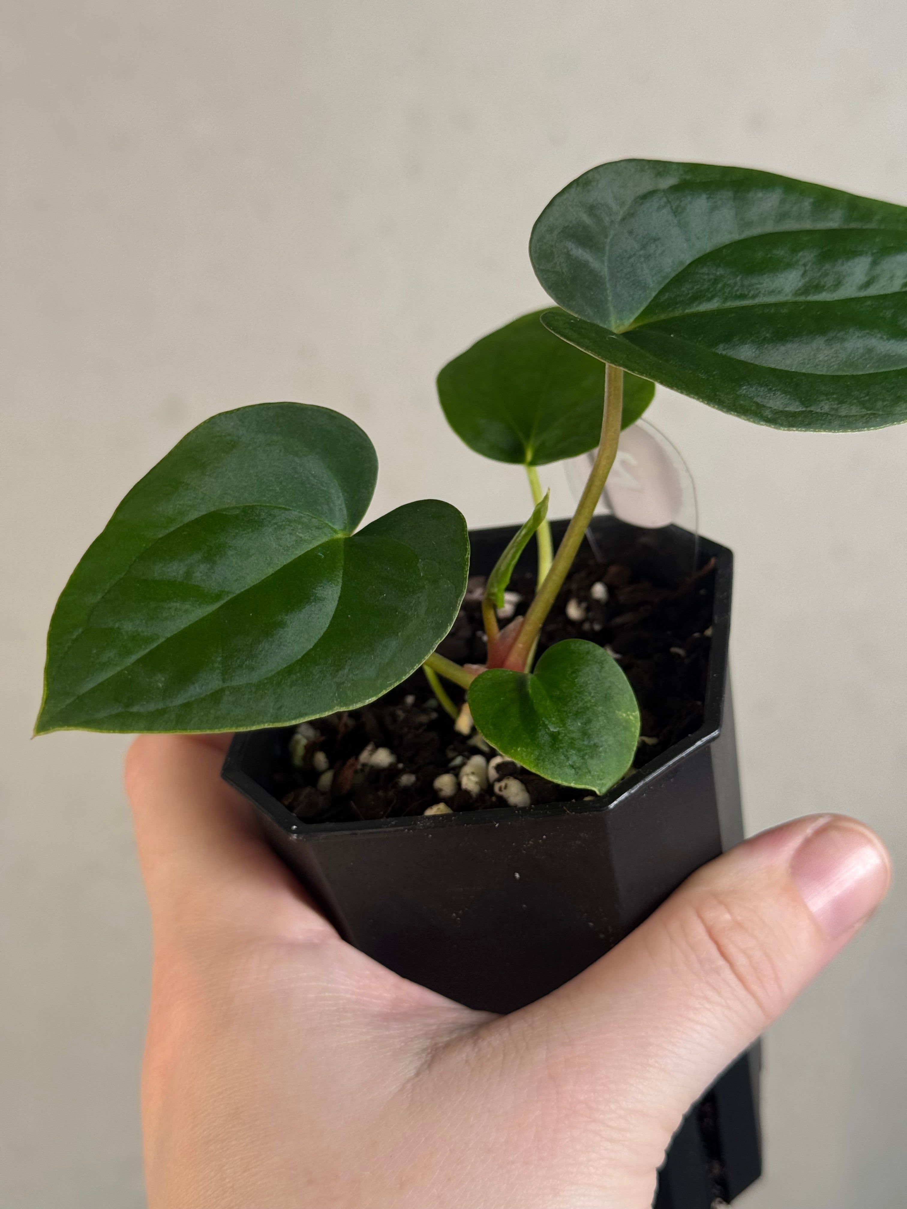 Anthurium Papillilaminum 'Guna Yala' x BVEP (‘Round’ x RA1)