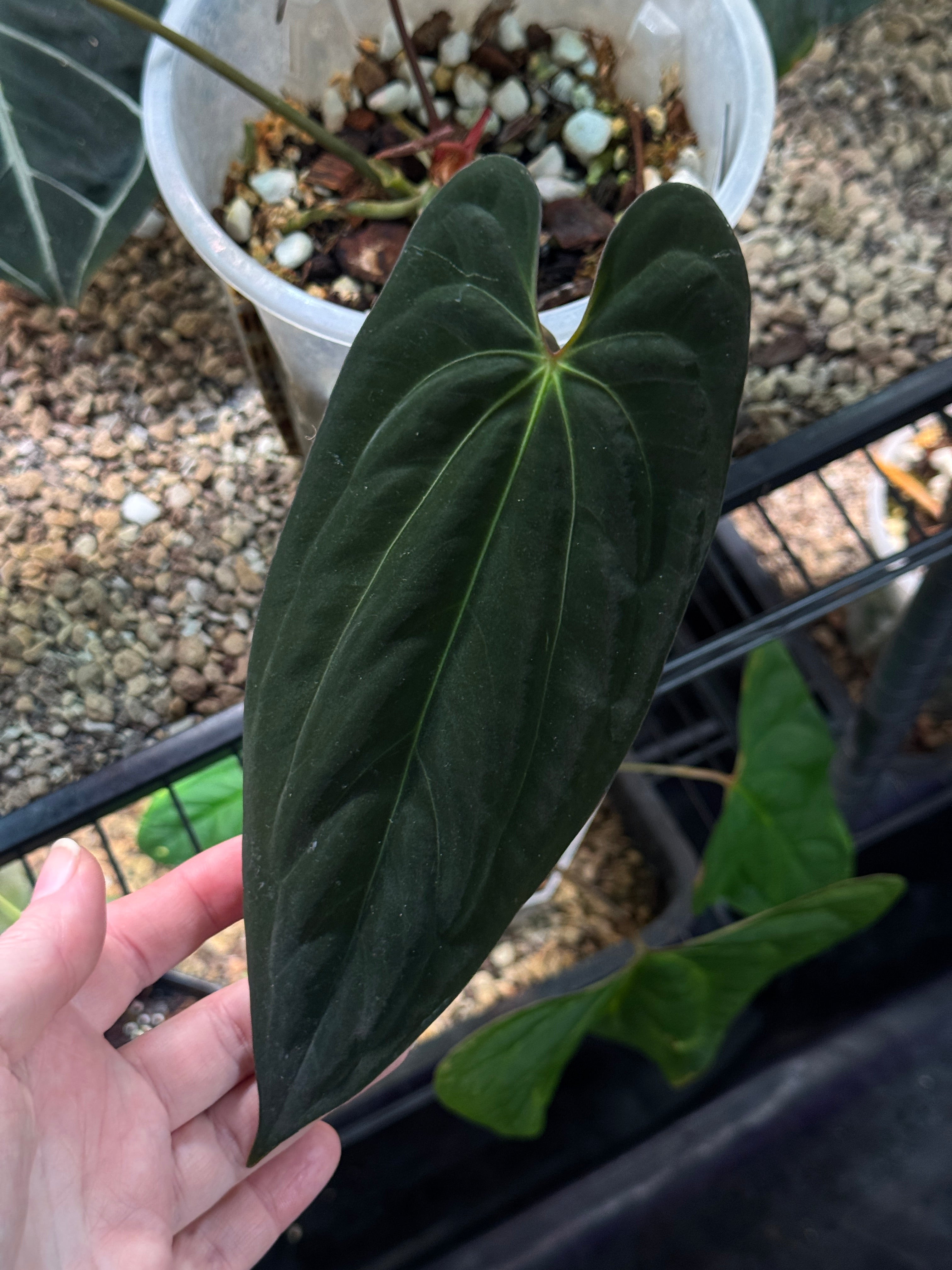 Anthurium BVIT x Red Vein Dark Phoenix - Clone - SMUKHI