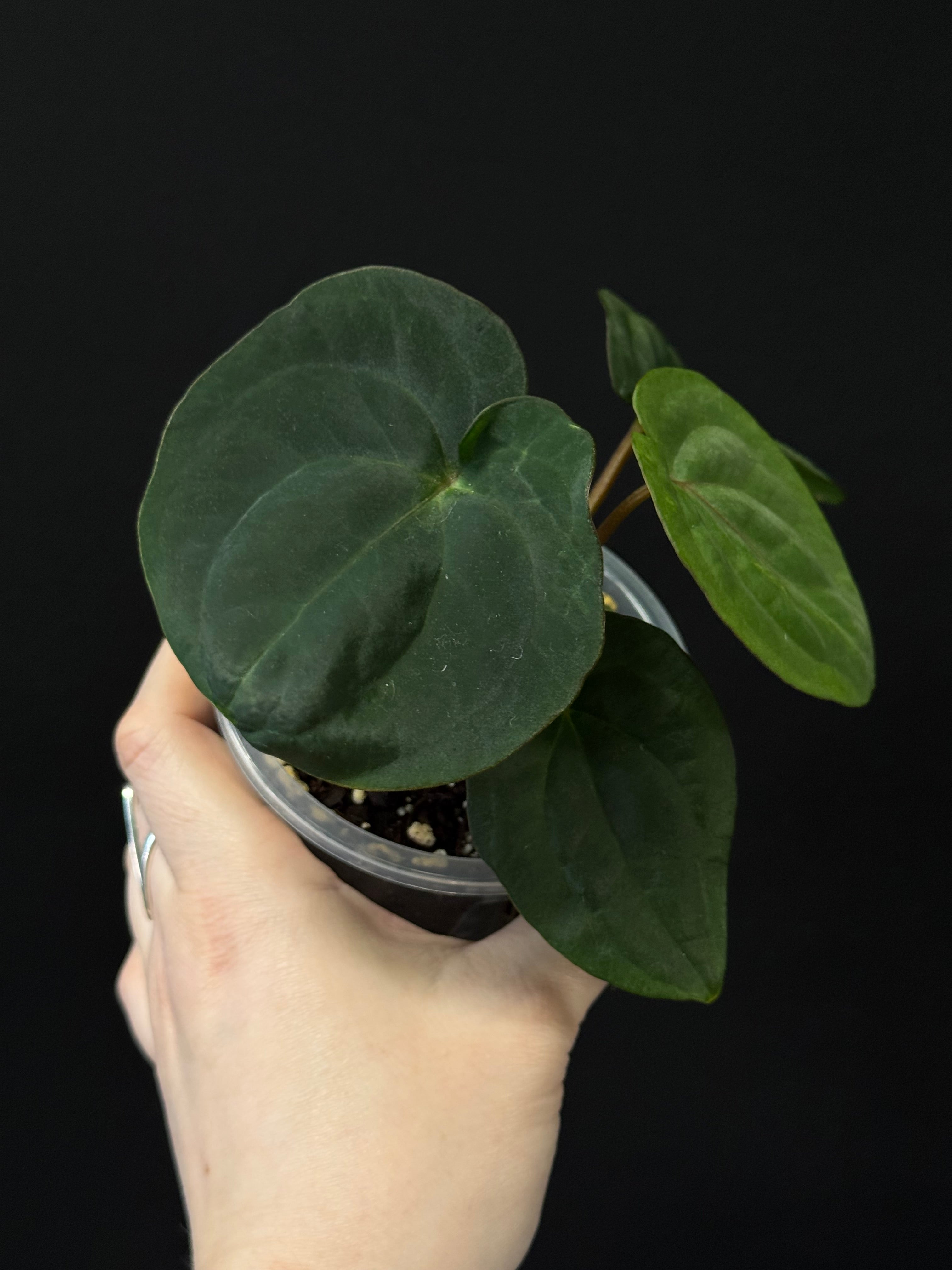 Anthurium (Dressleri RG F2 x Carlablackiae 'Amanda') x (Dressleri 'Oliver' x BVEP 'Felix')