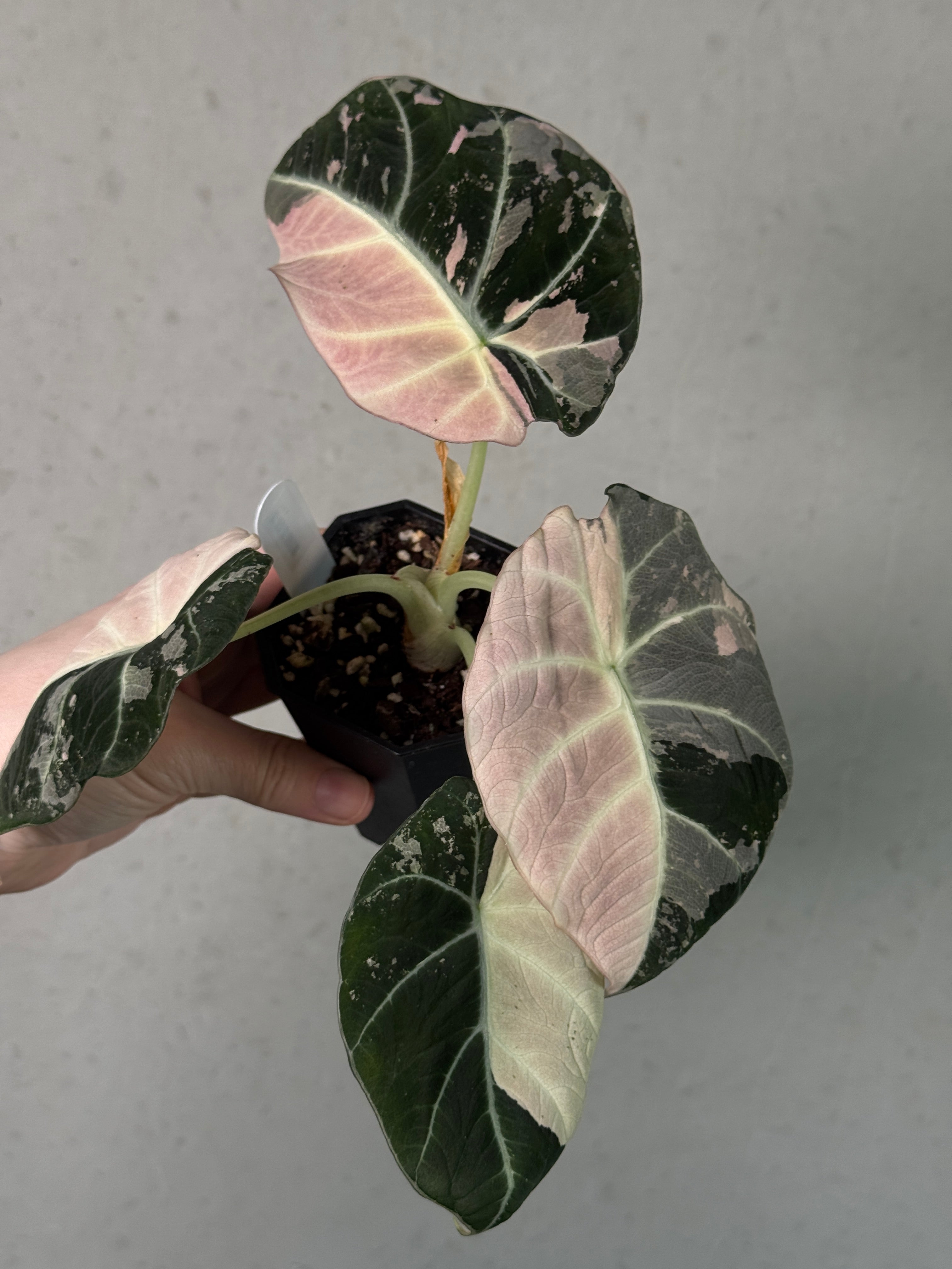 Alocasia Black Velvet Pink Variegata