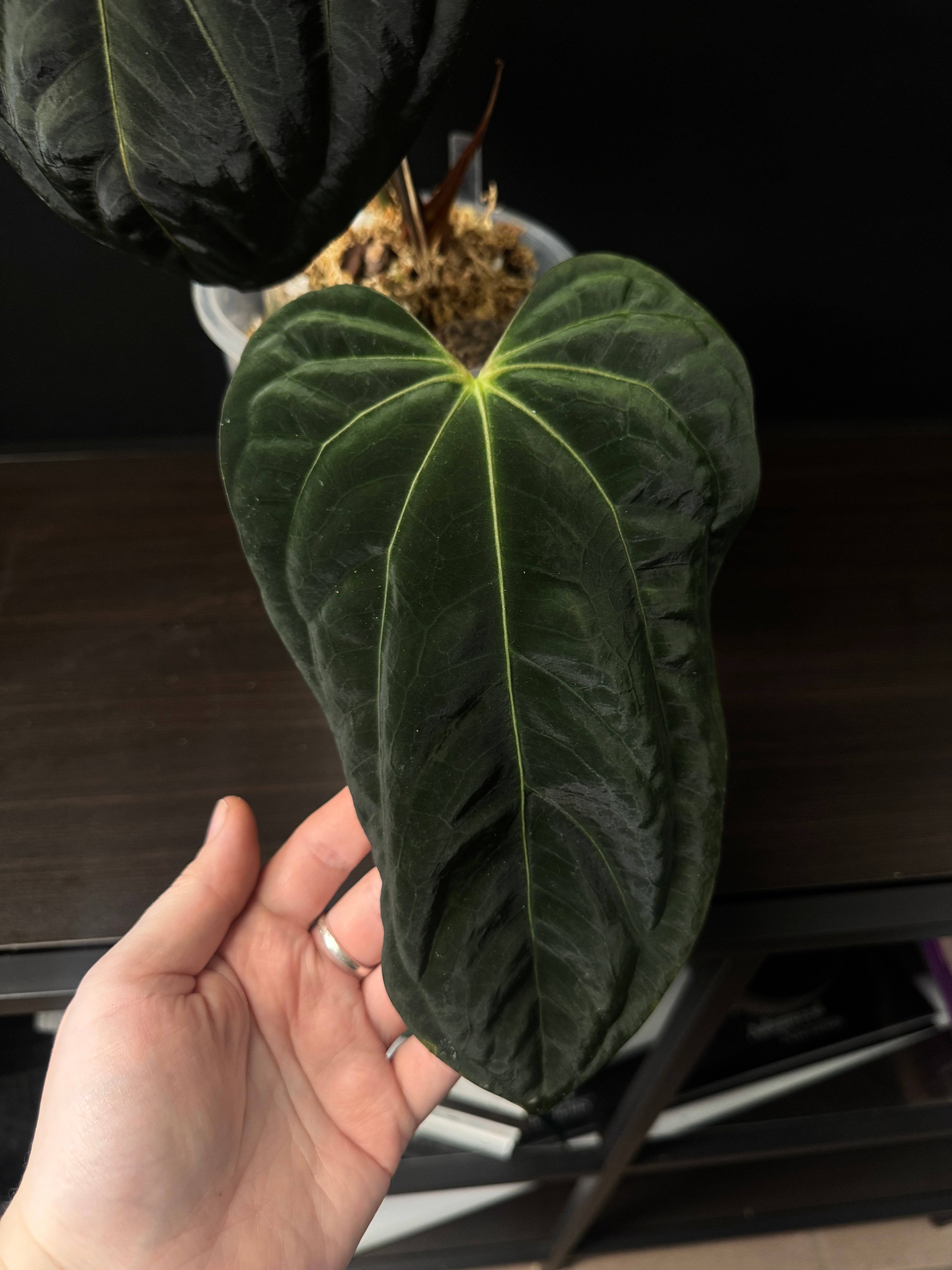 NFS: Anthurium Papillilaminum 'Lunox' S1 - SMUKHI