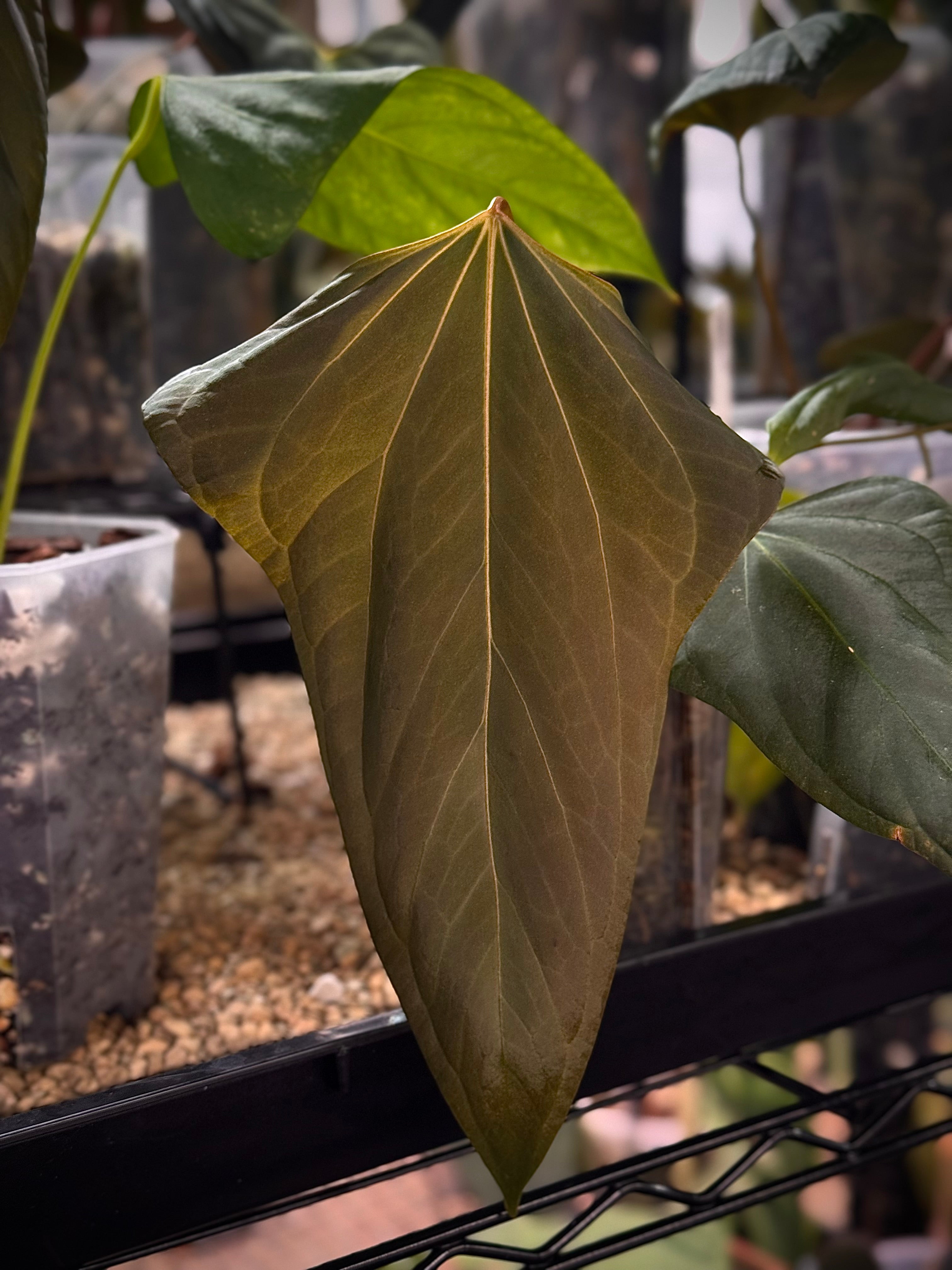 NFS: Anthurium Mr. Worldwide #2 - SMUKHI