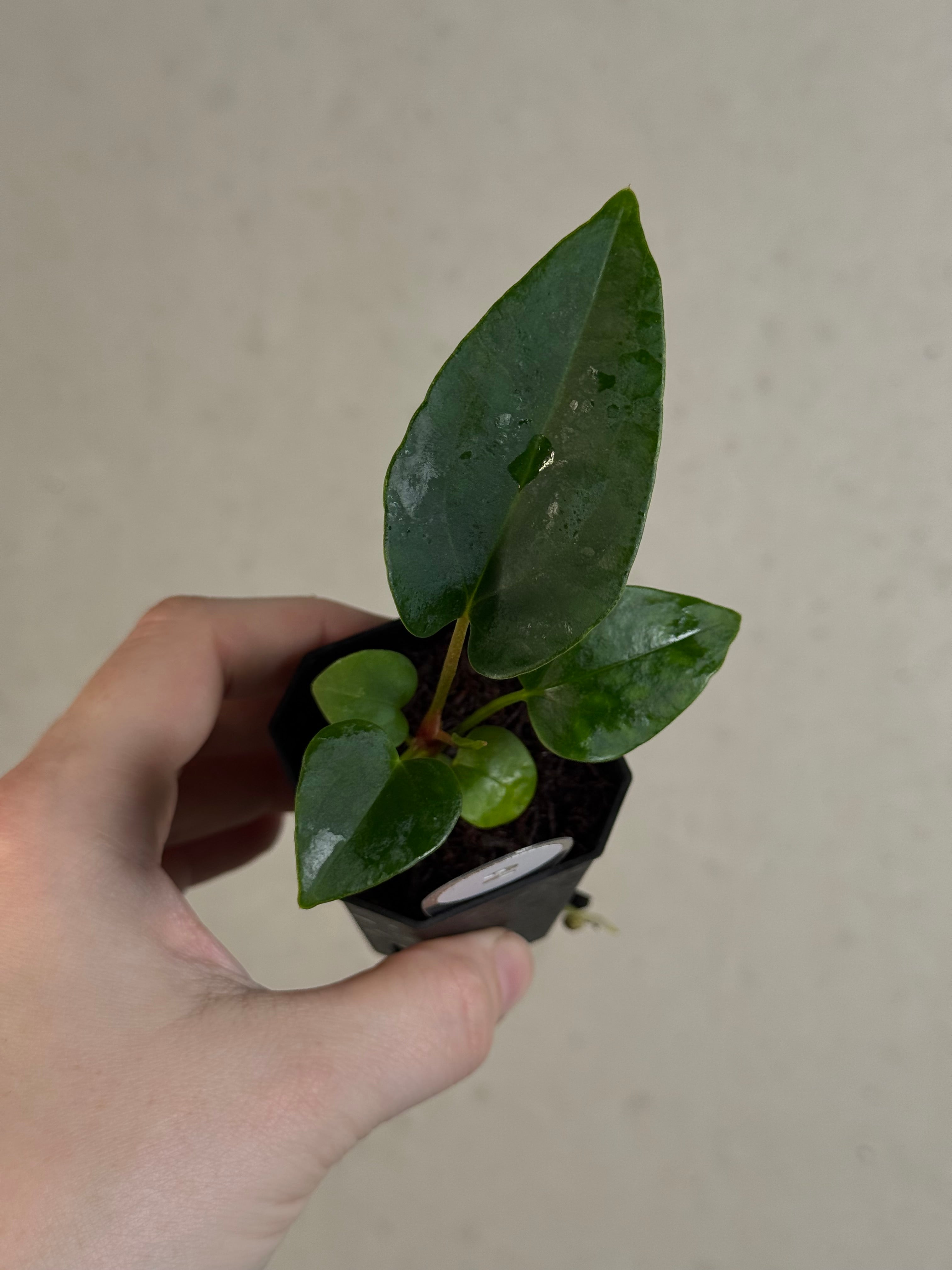 Anthurium (Fort Sherman x Dressleri RG) x (Ralph Lynam x self)
