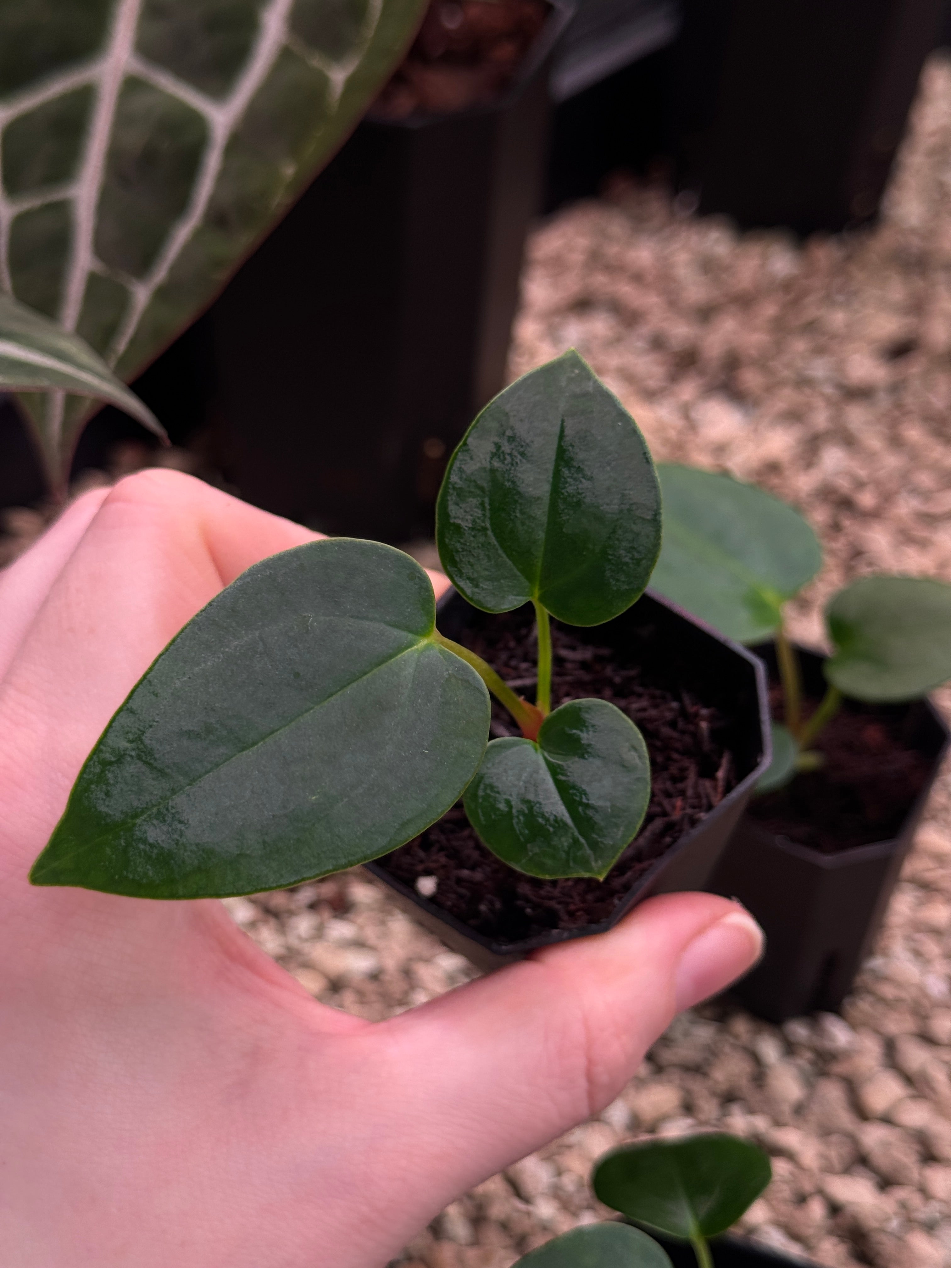 Anthurium (Fort Sherman x self) x (NSE Carlablackiae x) - SMUKHI