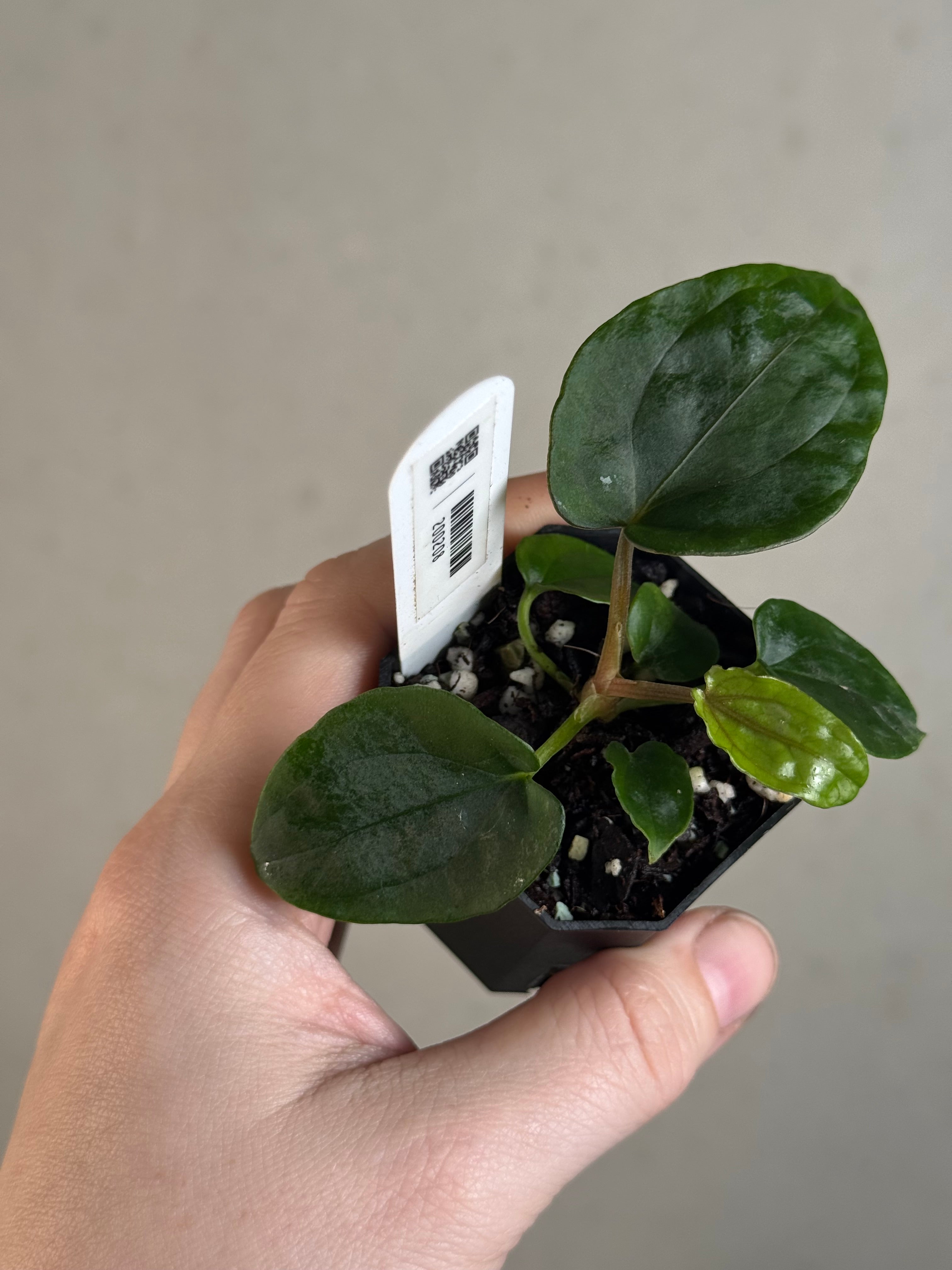 Anthurium Dressleri RG F3 (JV) x self