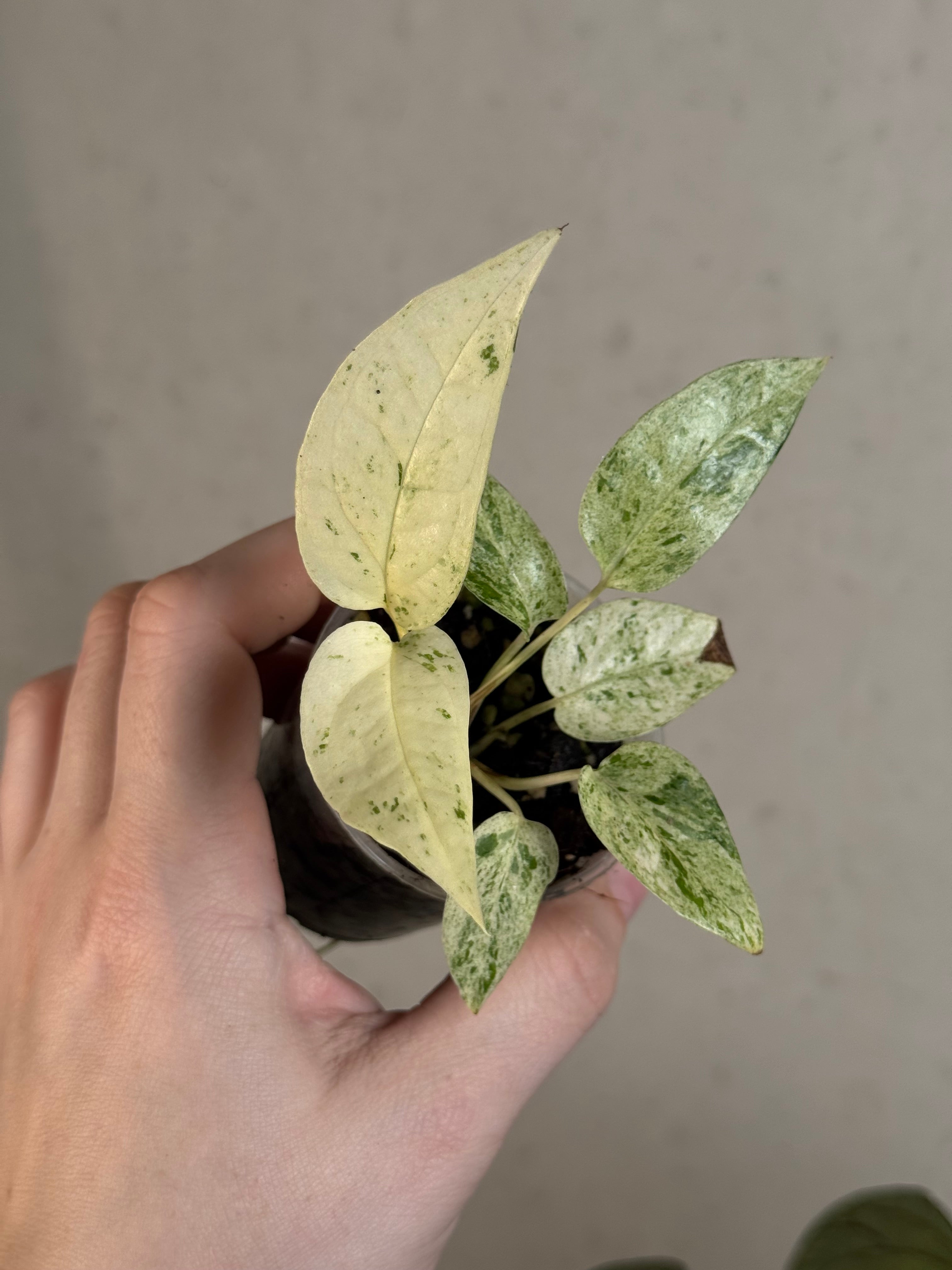 Epipremnum Cebu Blue variegata