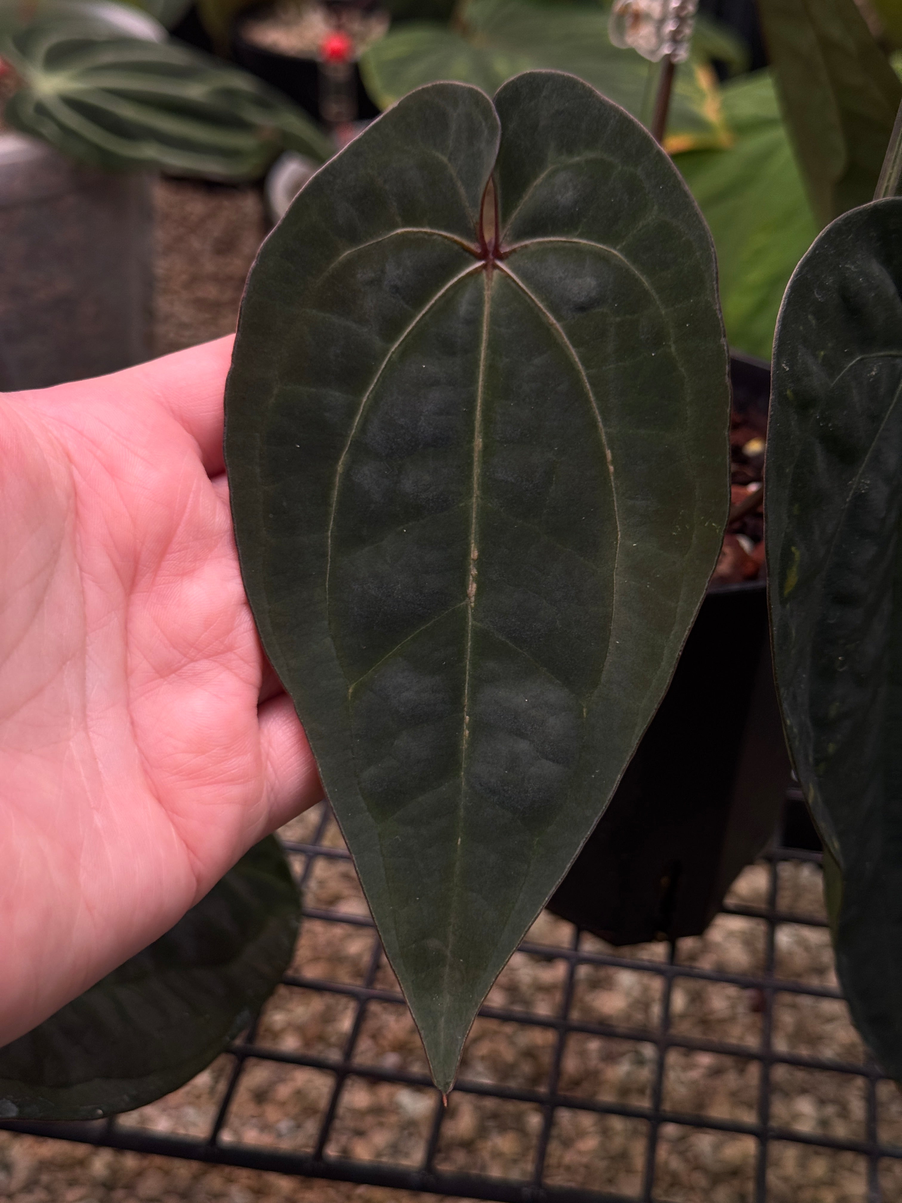 Anthurium Ace of Spades Dark Form - Clone